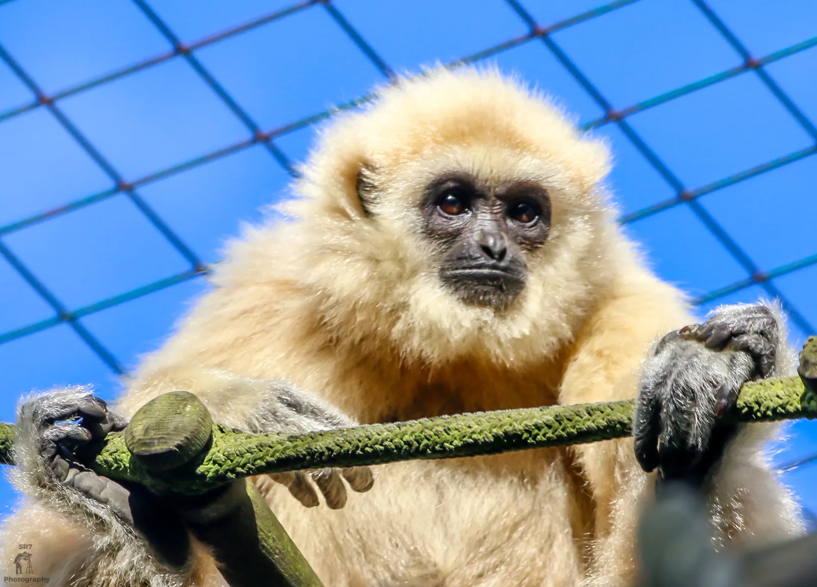 Gibbons