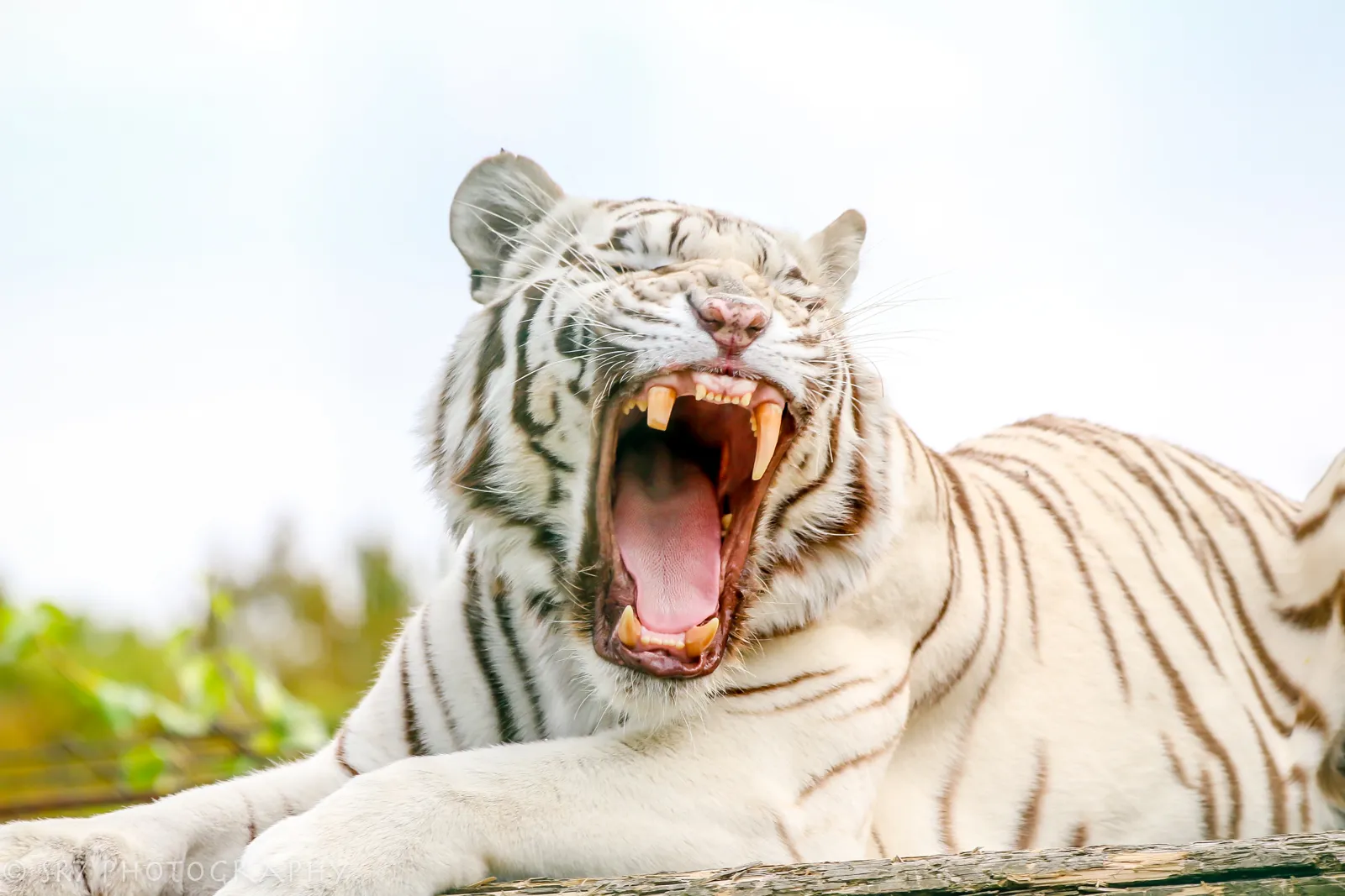 White Tigers