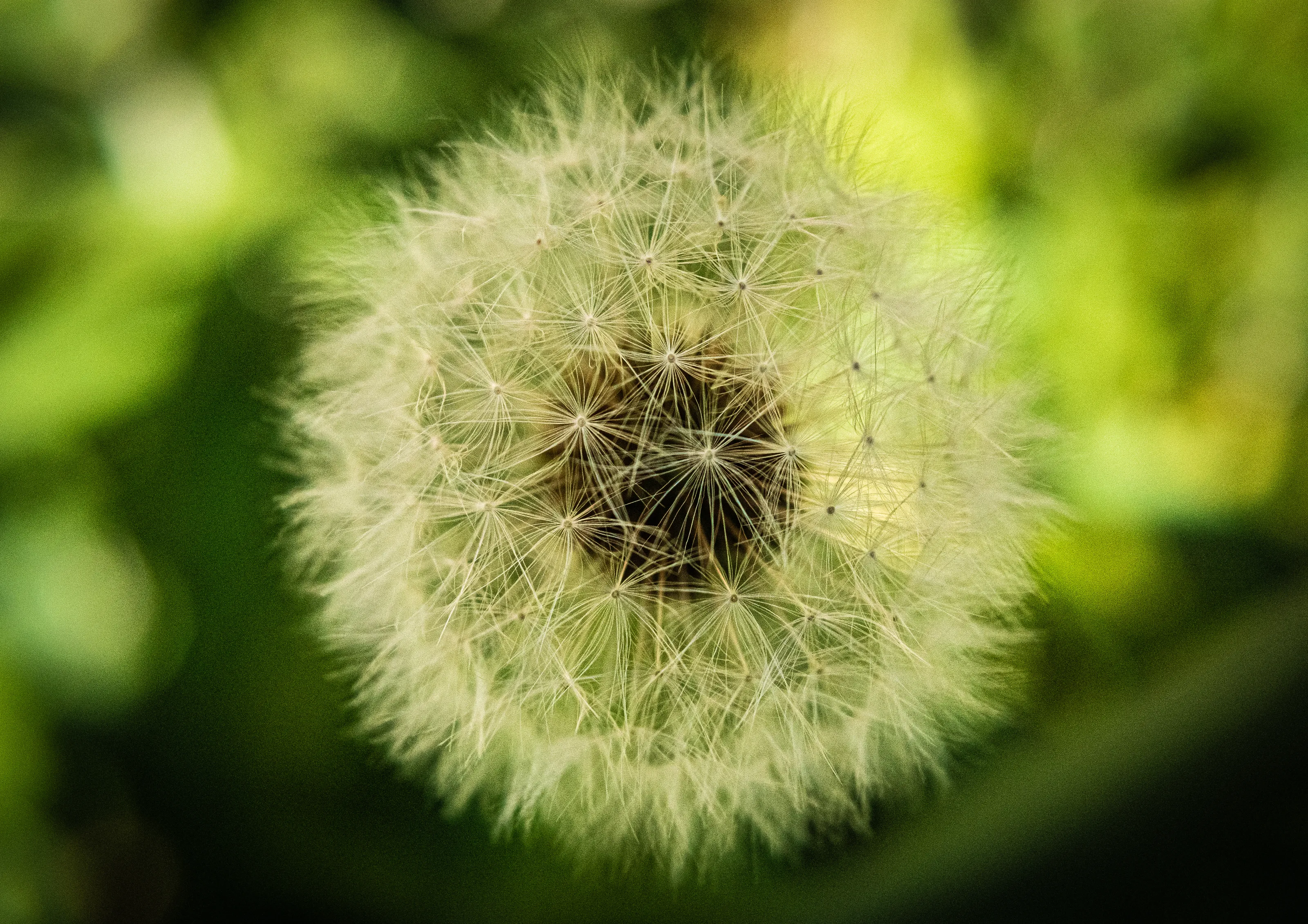 Dandelions