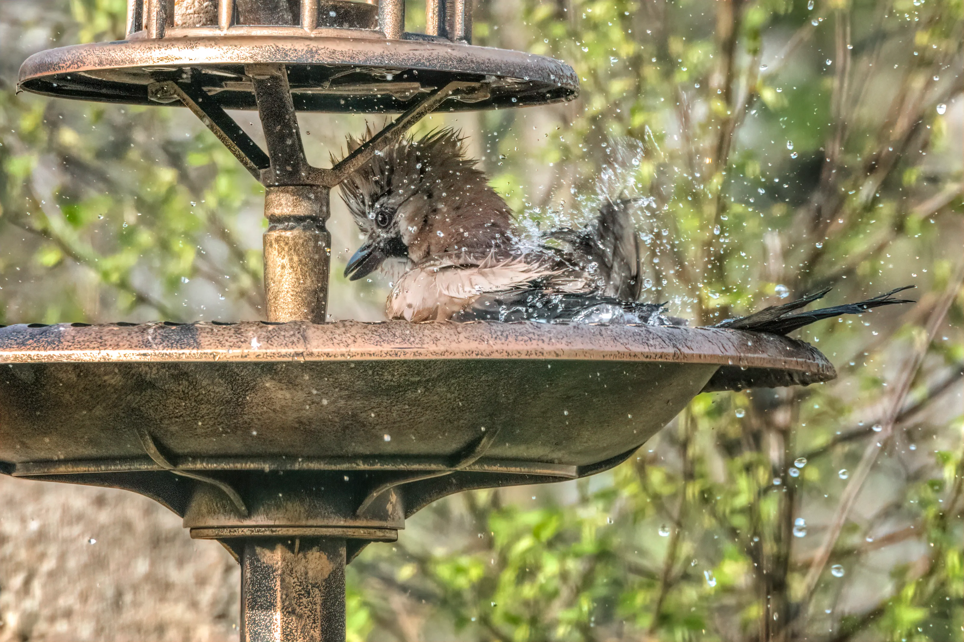 Birds Bathing