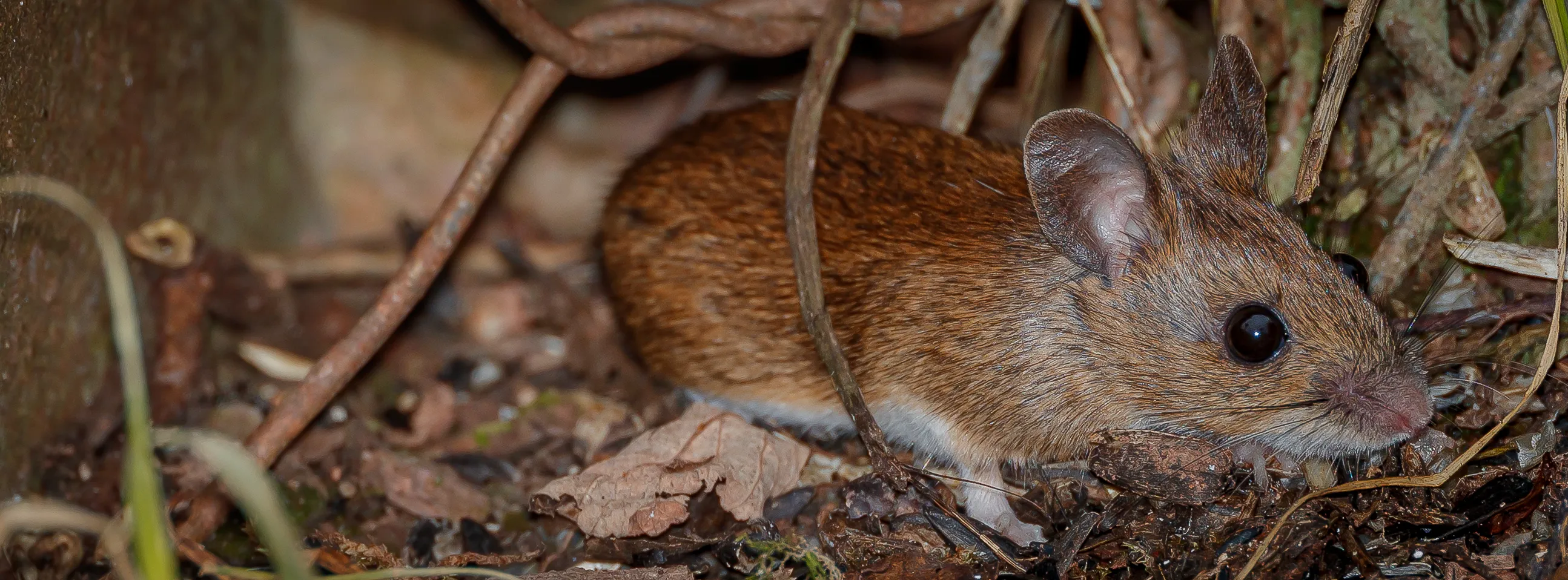 Mice