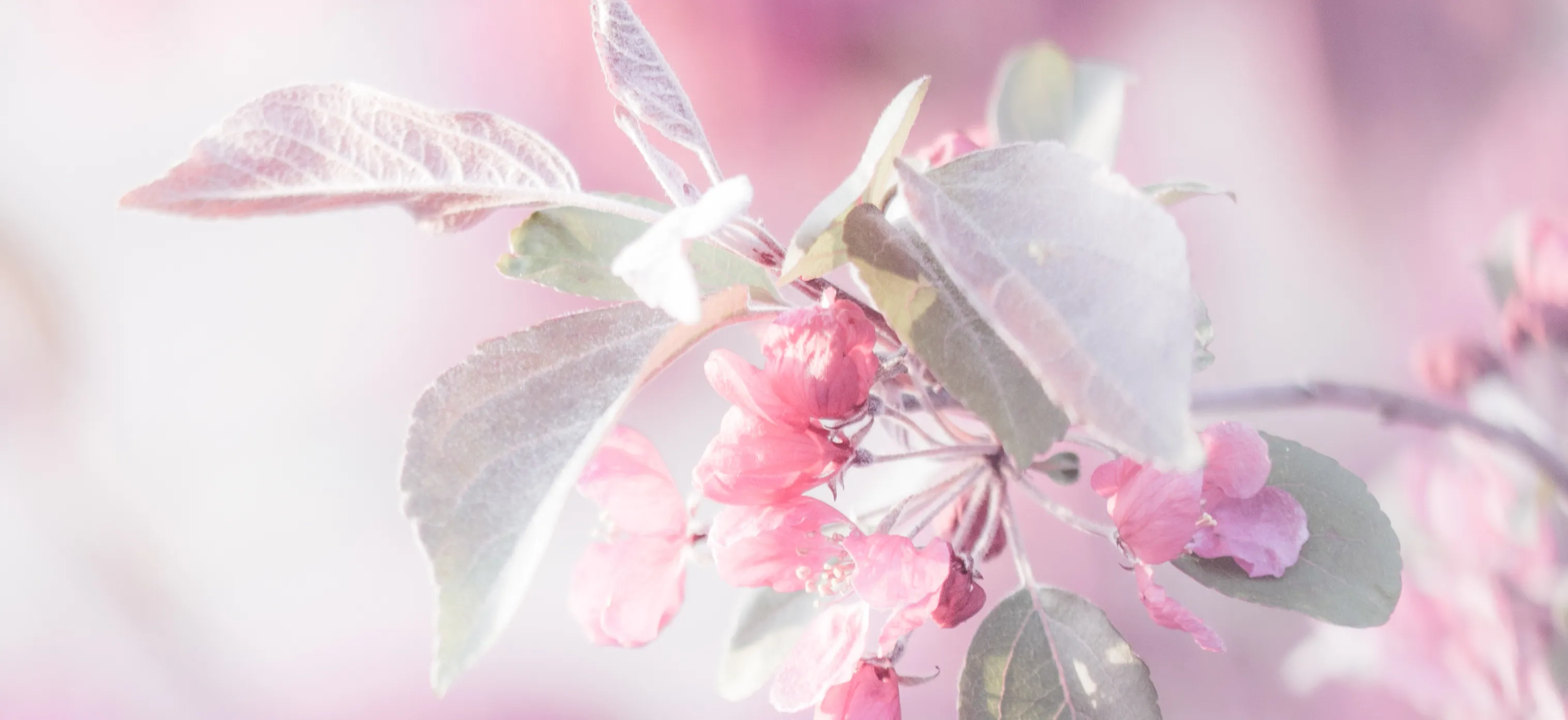 Soft Pastel Blossoms
