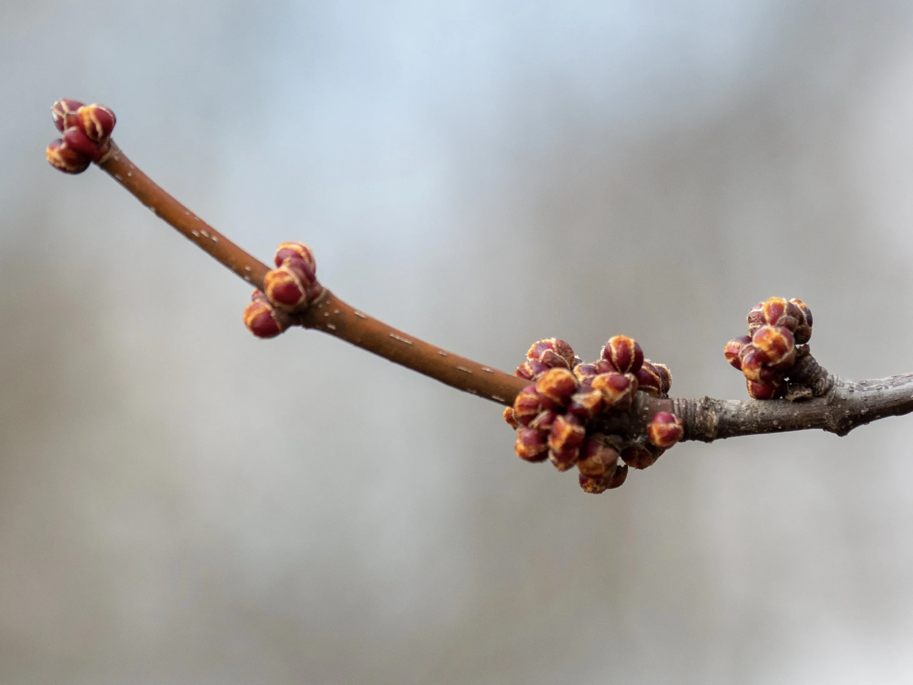 Buds