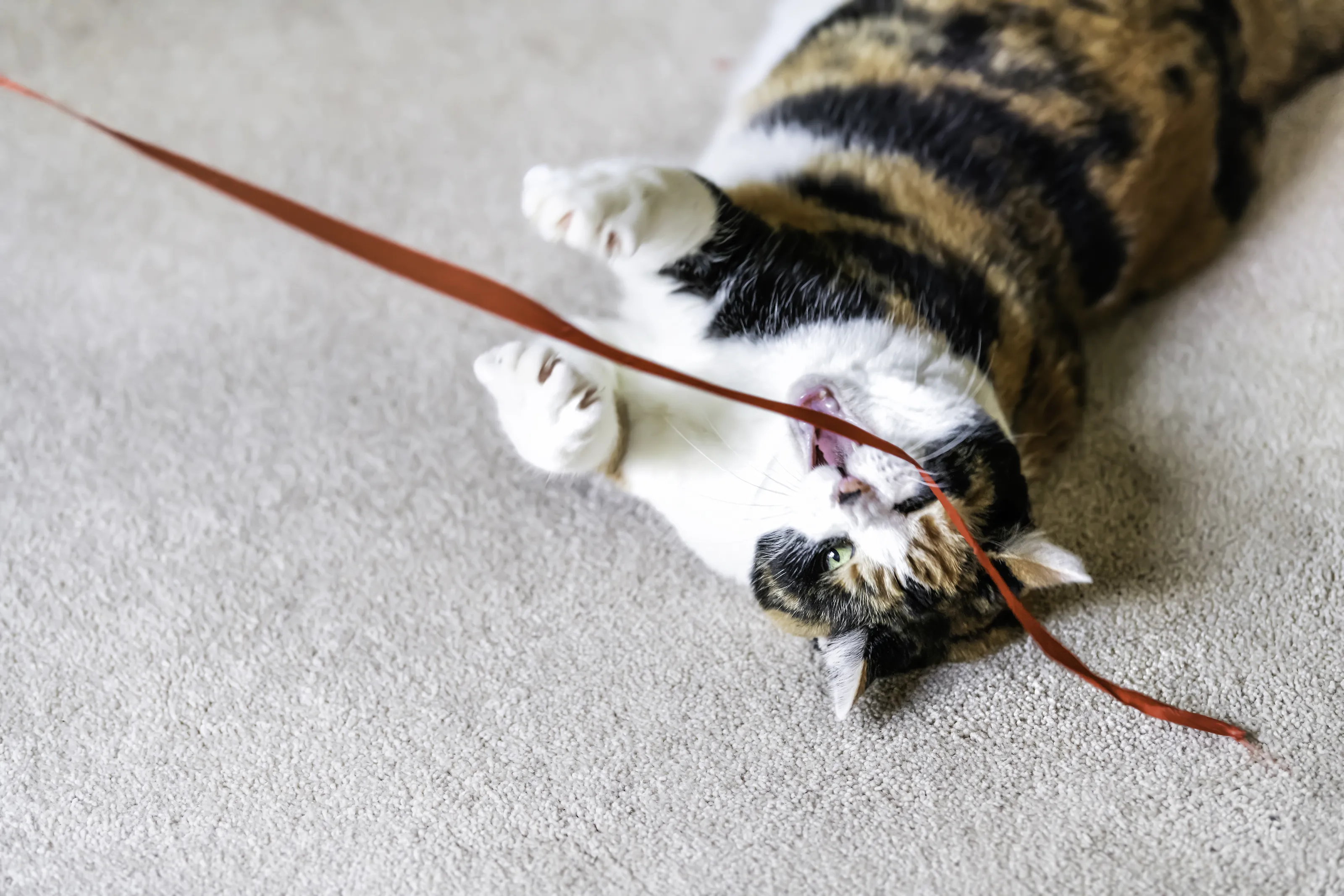 Calico (Tricolour) Cats in Colour