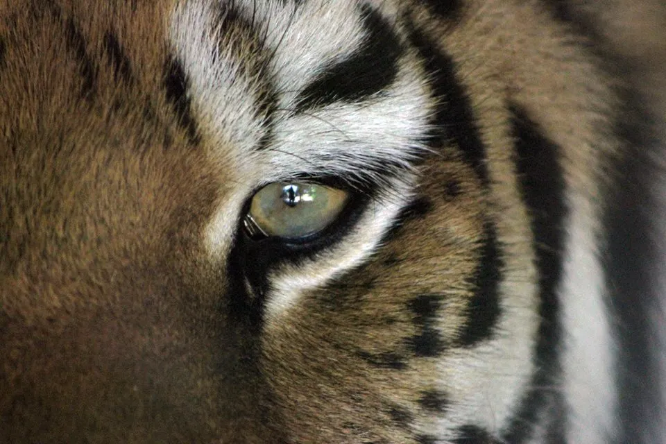 Big Wild Cats