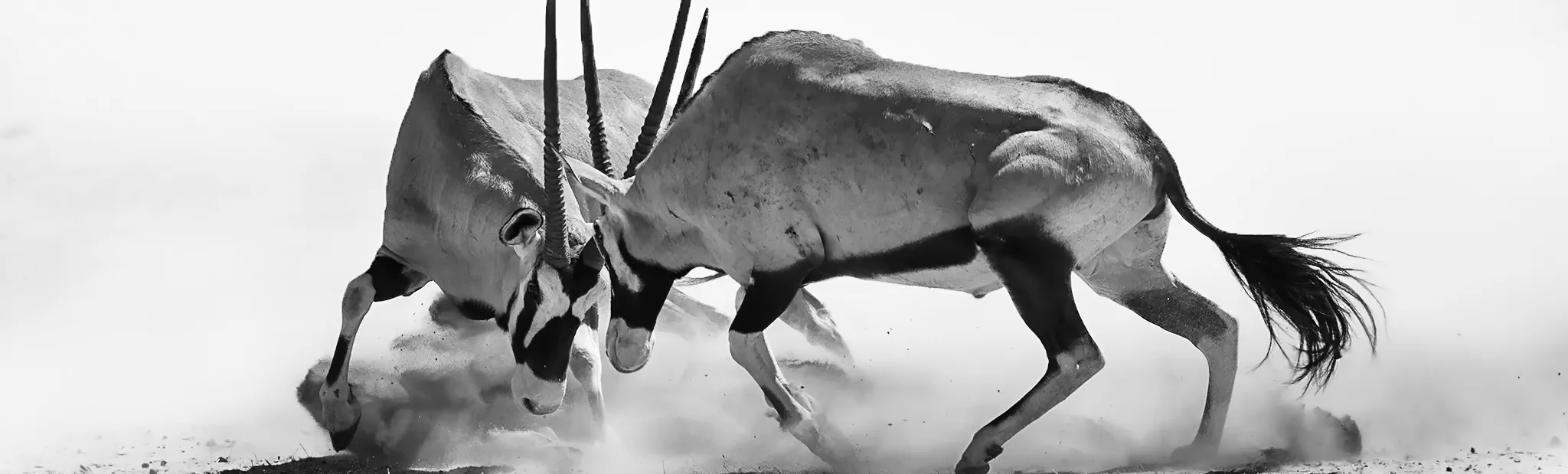 Black and white wildlife