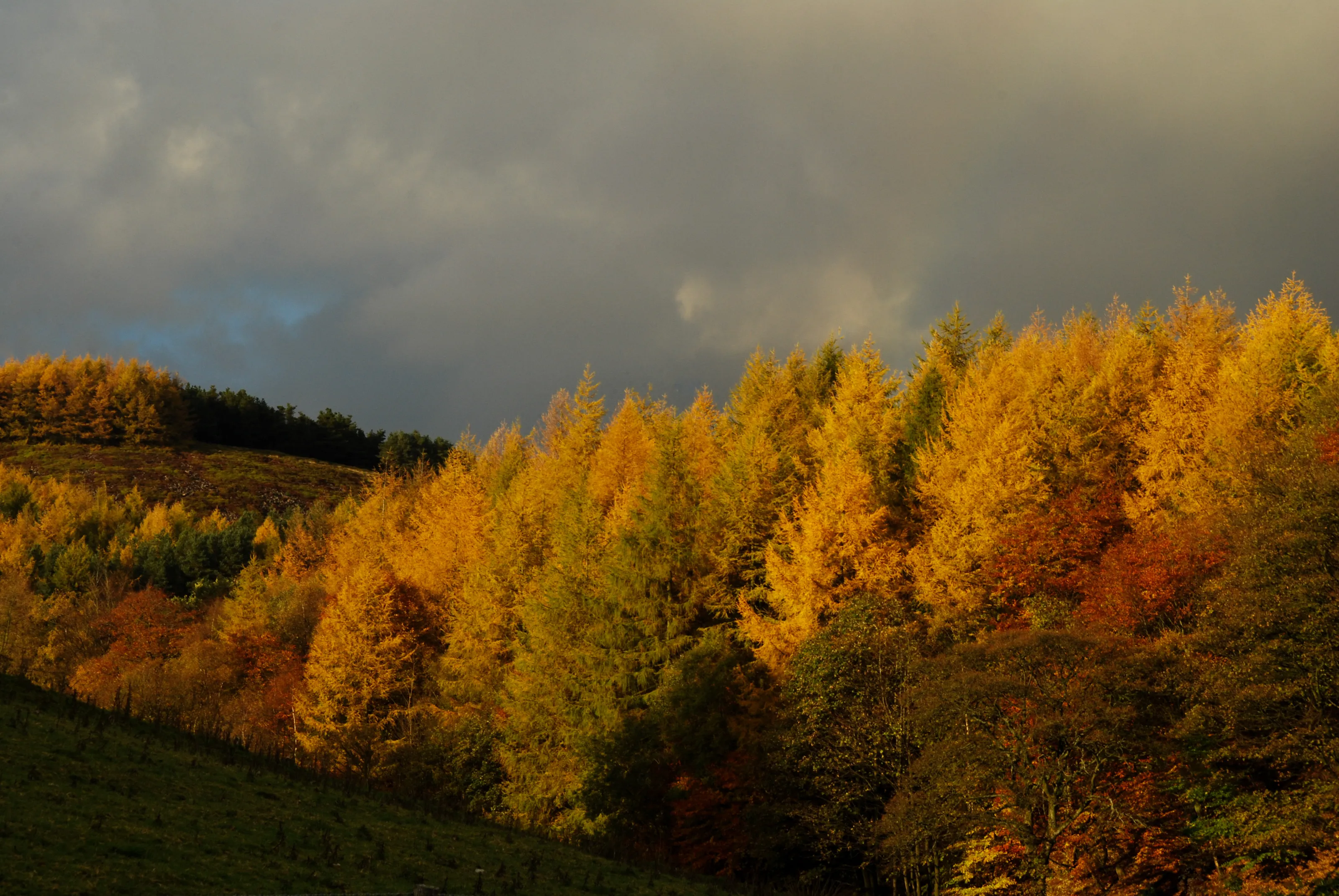 Trees