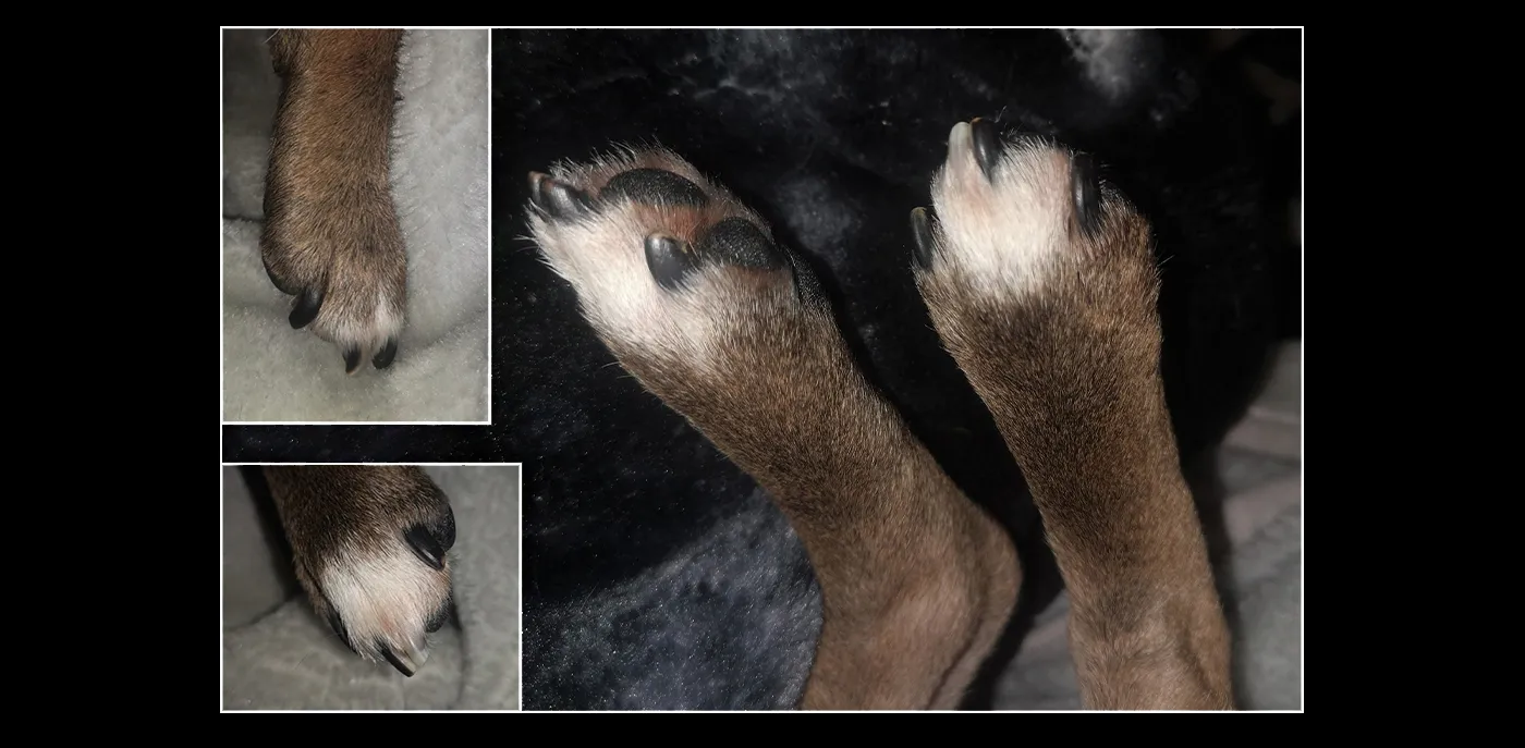 Triptych - Parts of Animals of the Same Species