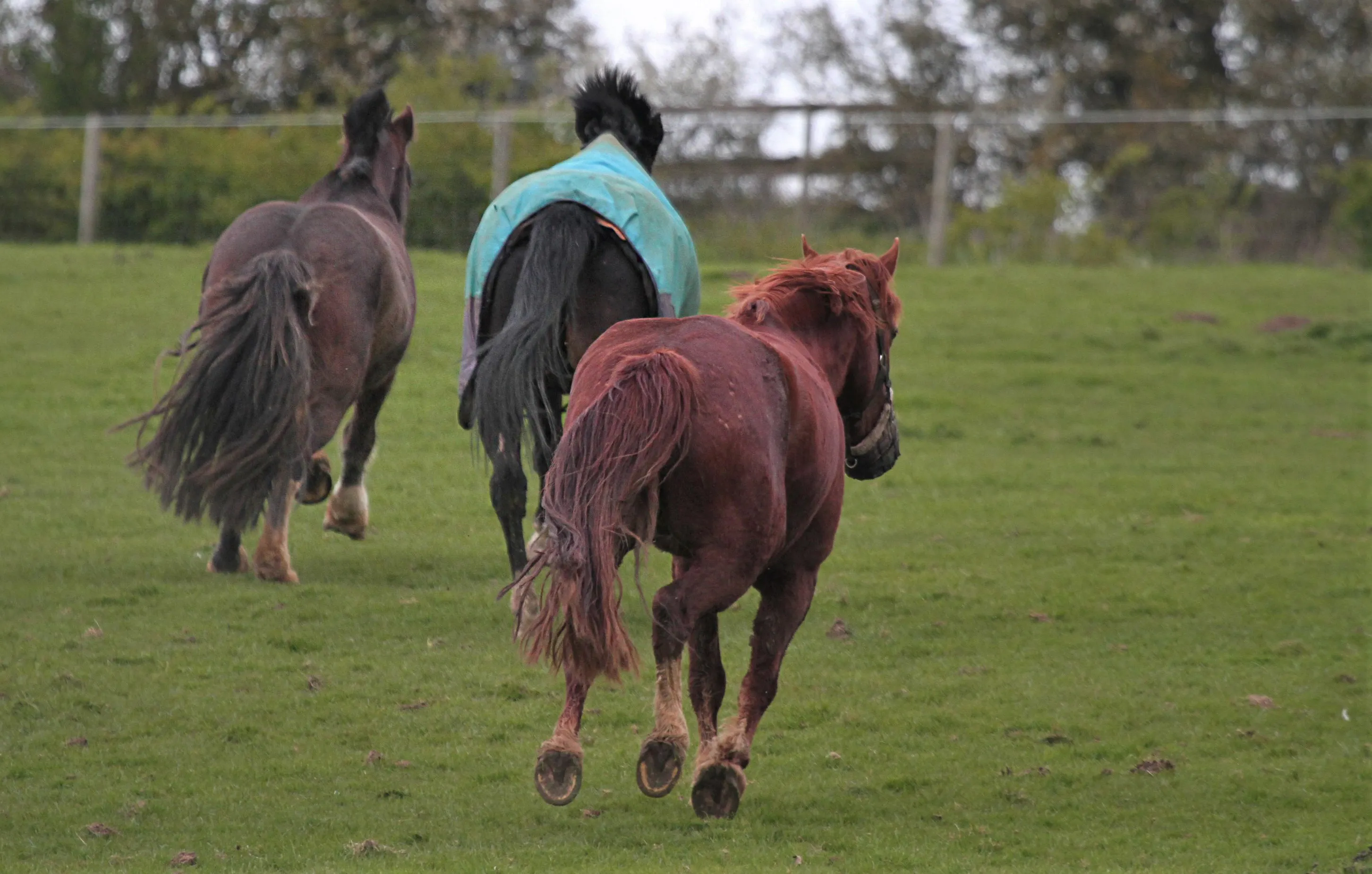 Animals From Behind (no people)