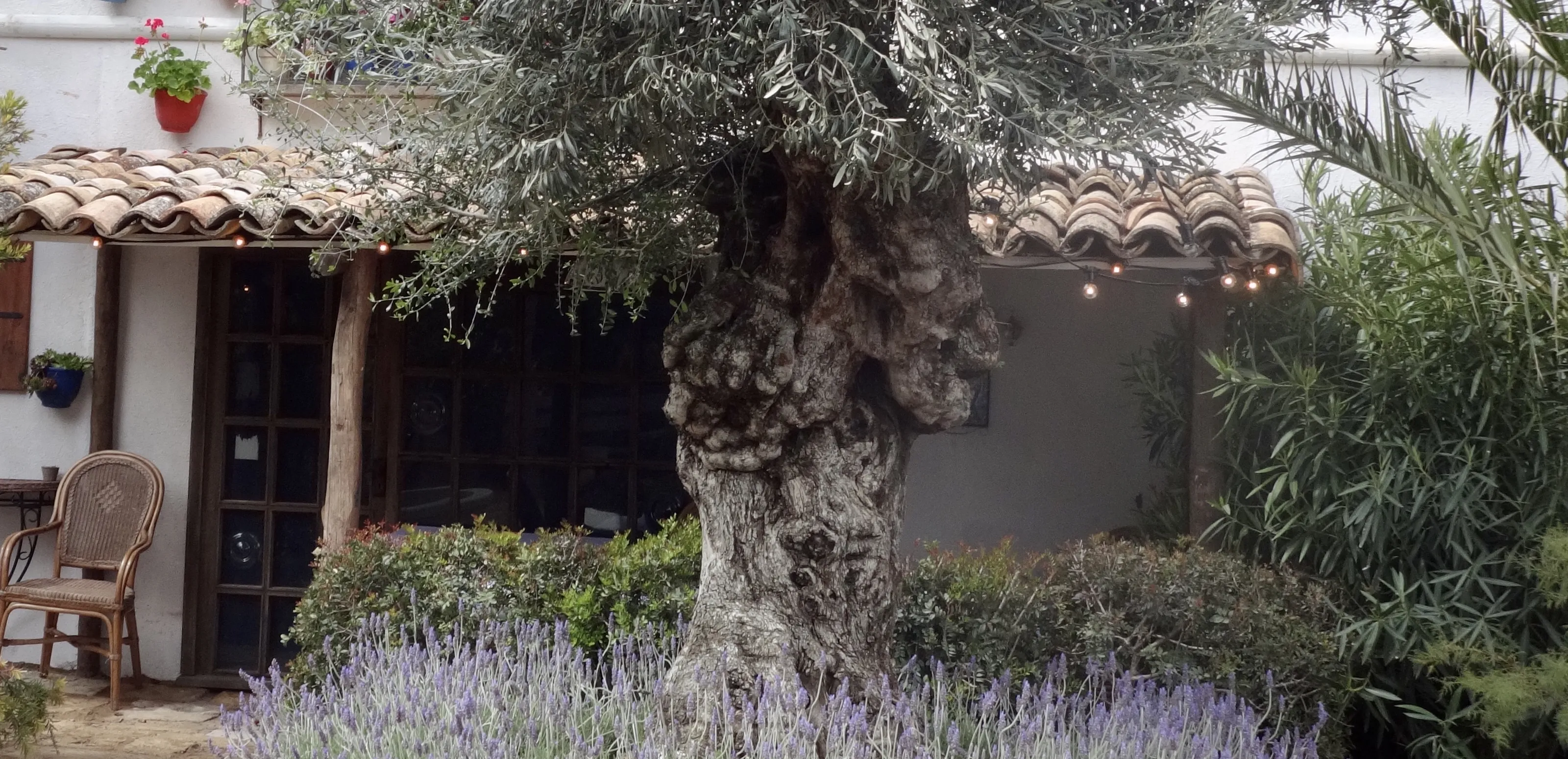 Olive Trees