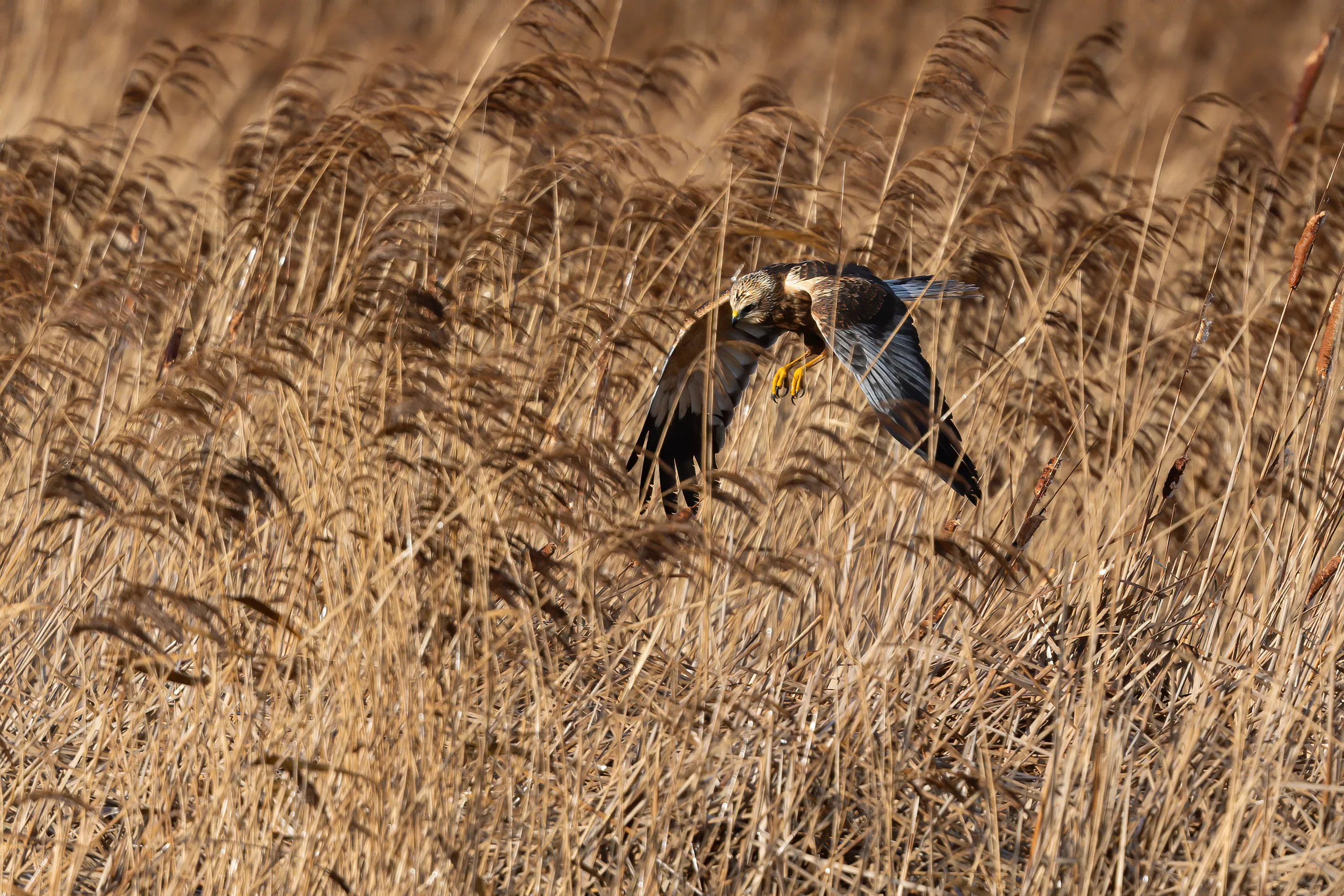 Marsh Harriers and Hen Harriers