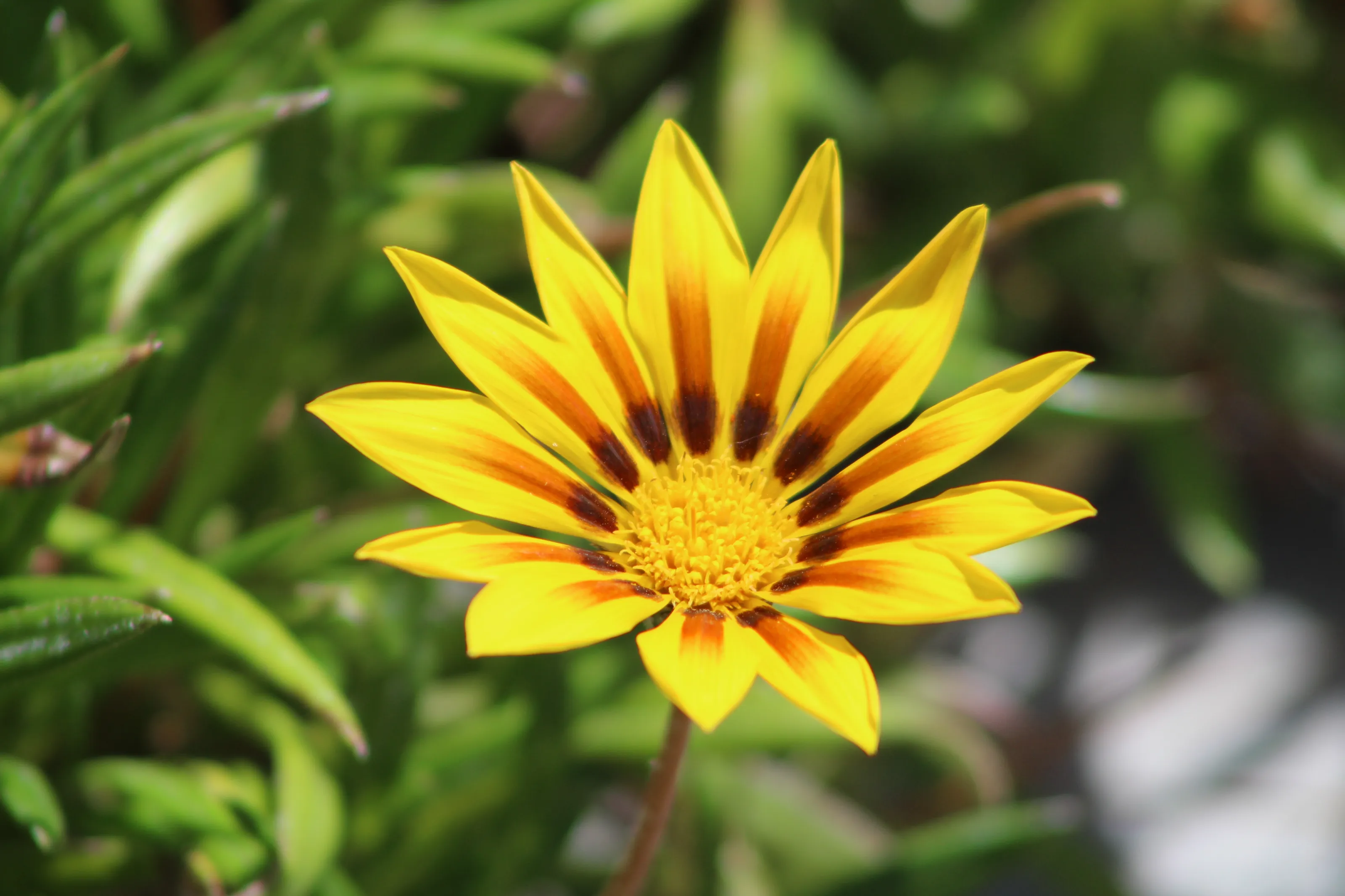 Flowers in Colour