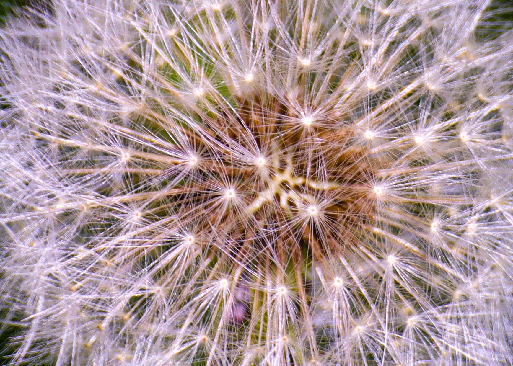 Flowers Like Fireworks (in colour)