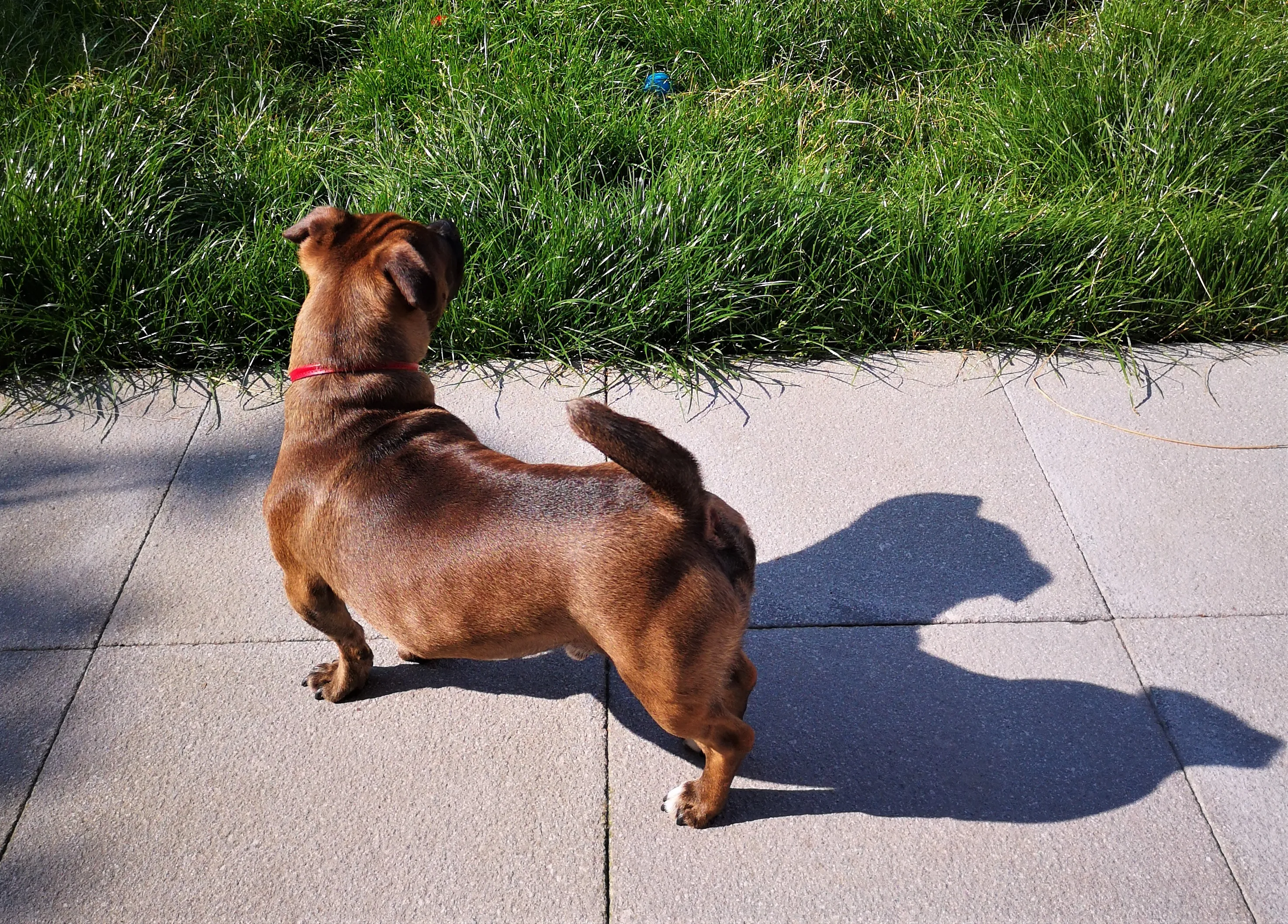 Animals and Their Shadow (in colour)