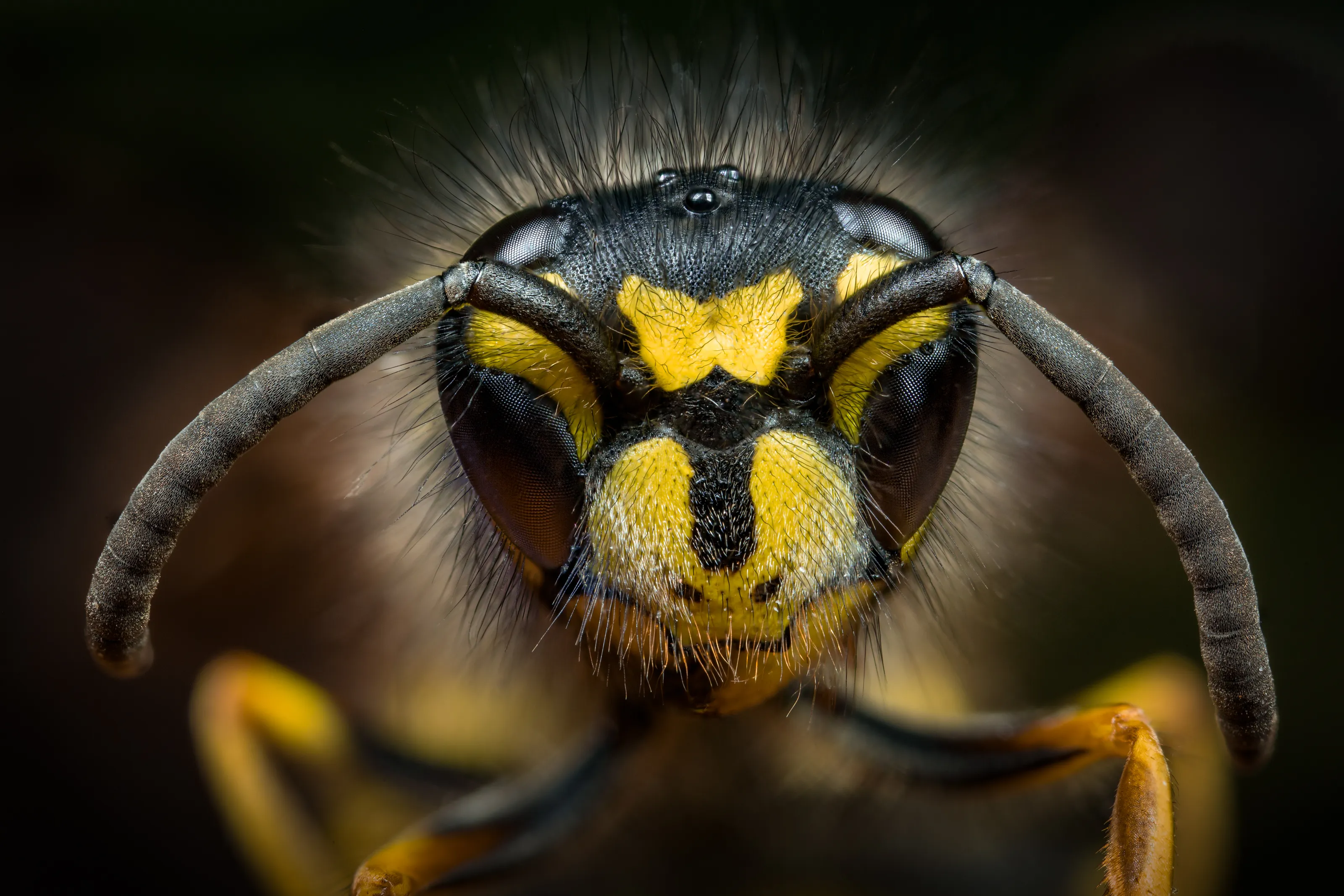 Black and Yellow Flying Insects