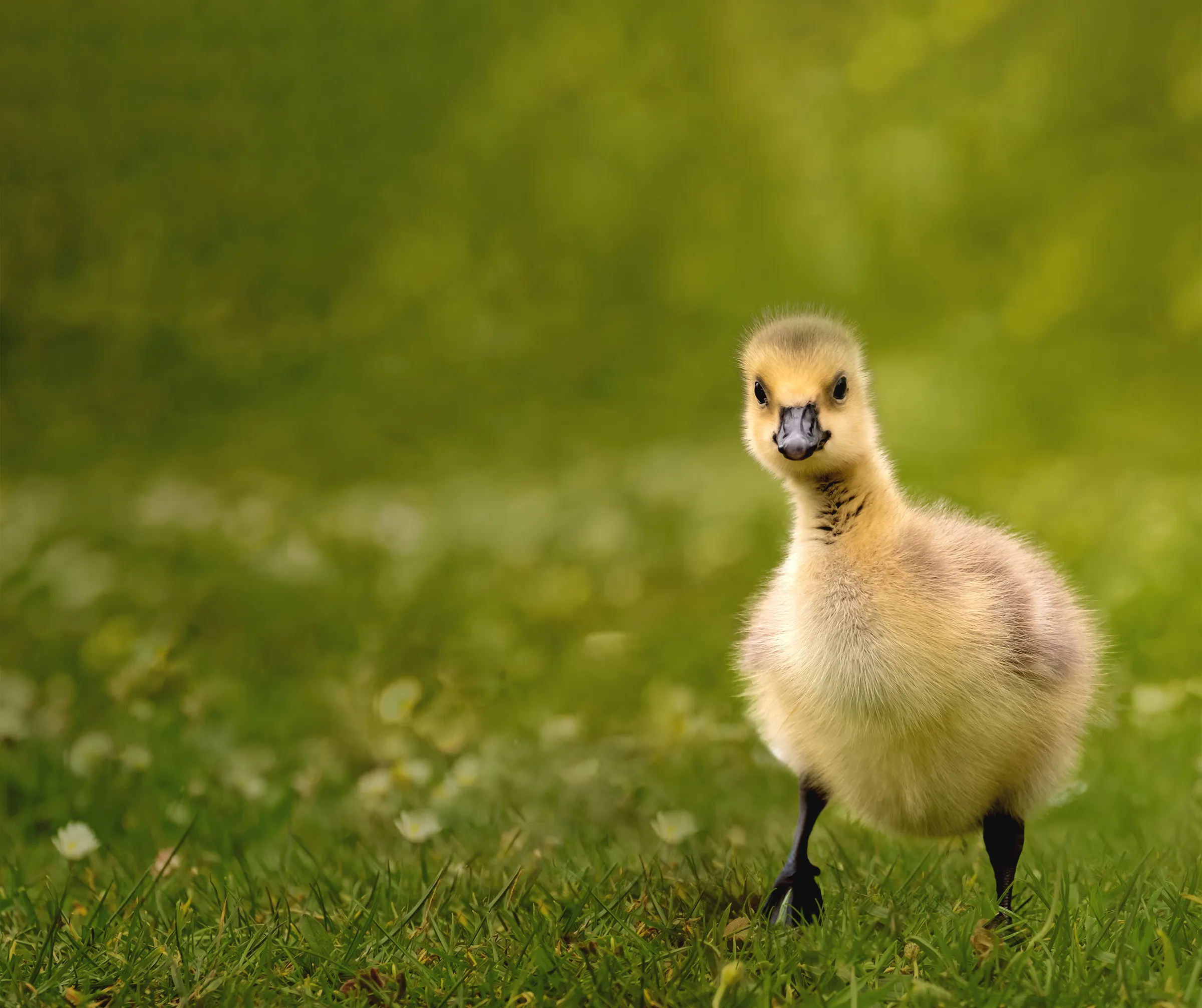 Cute Baby Animals (in colour)