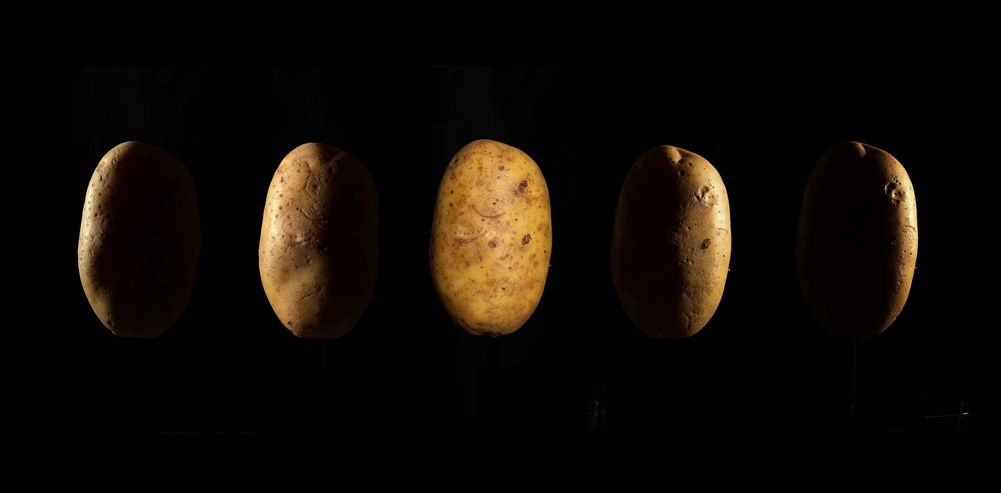 Potato Photographer of the Year 2020