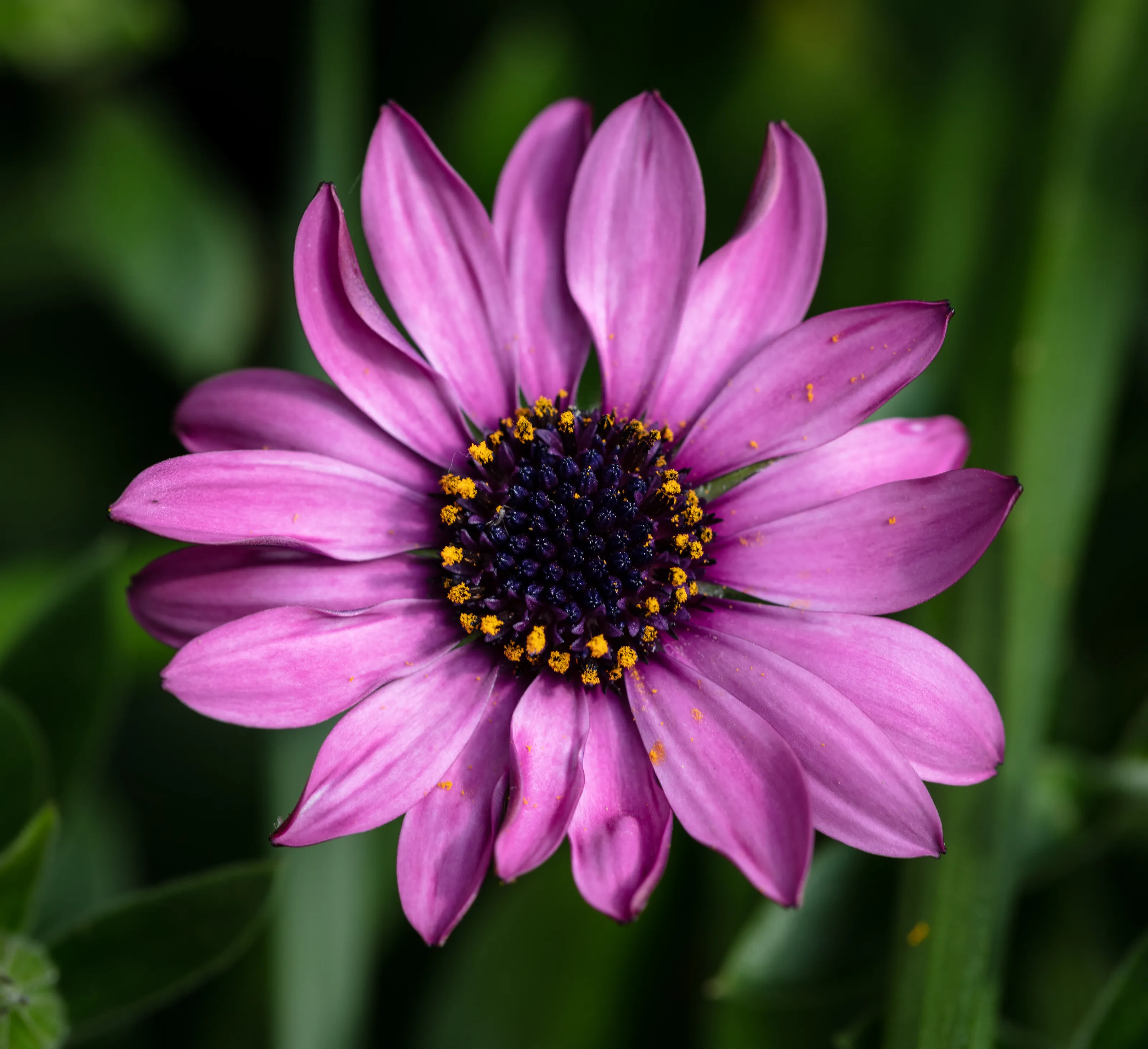 Close-ups of Flowers