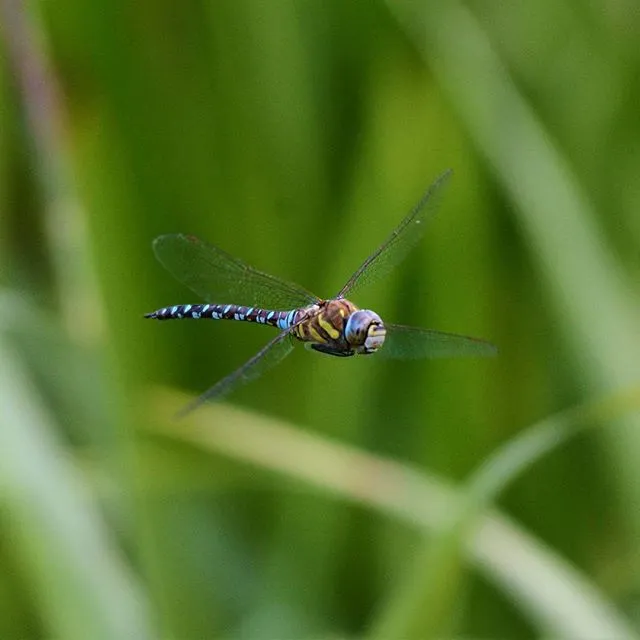 Insects In Flight