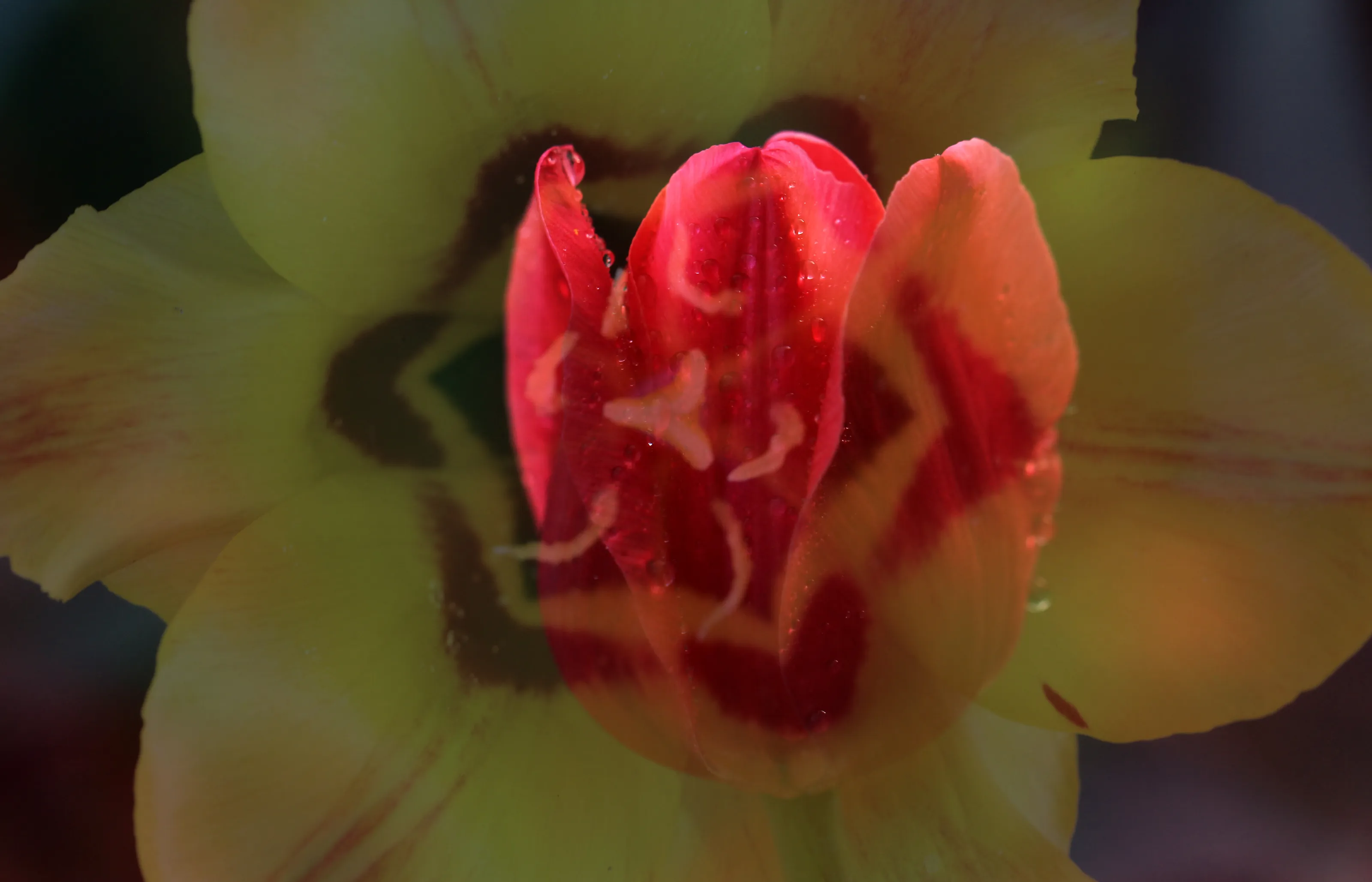 Double Exposure in Colour