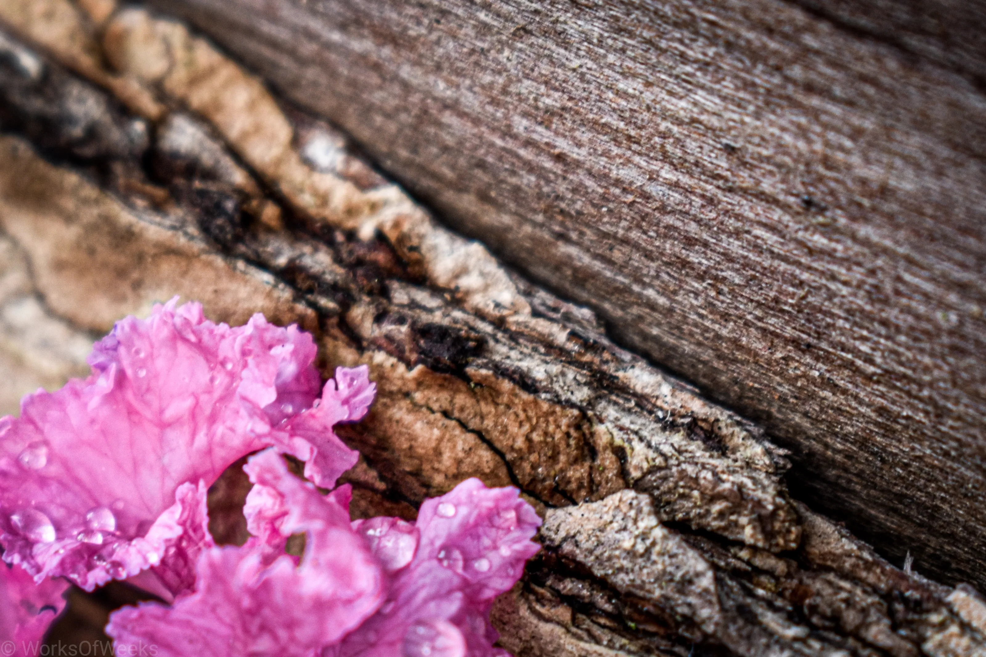 Wood and Flowers