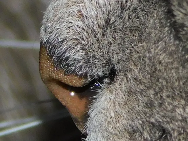 Close Up Of Animal Body Parts