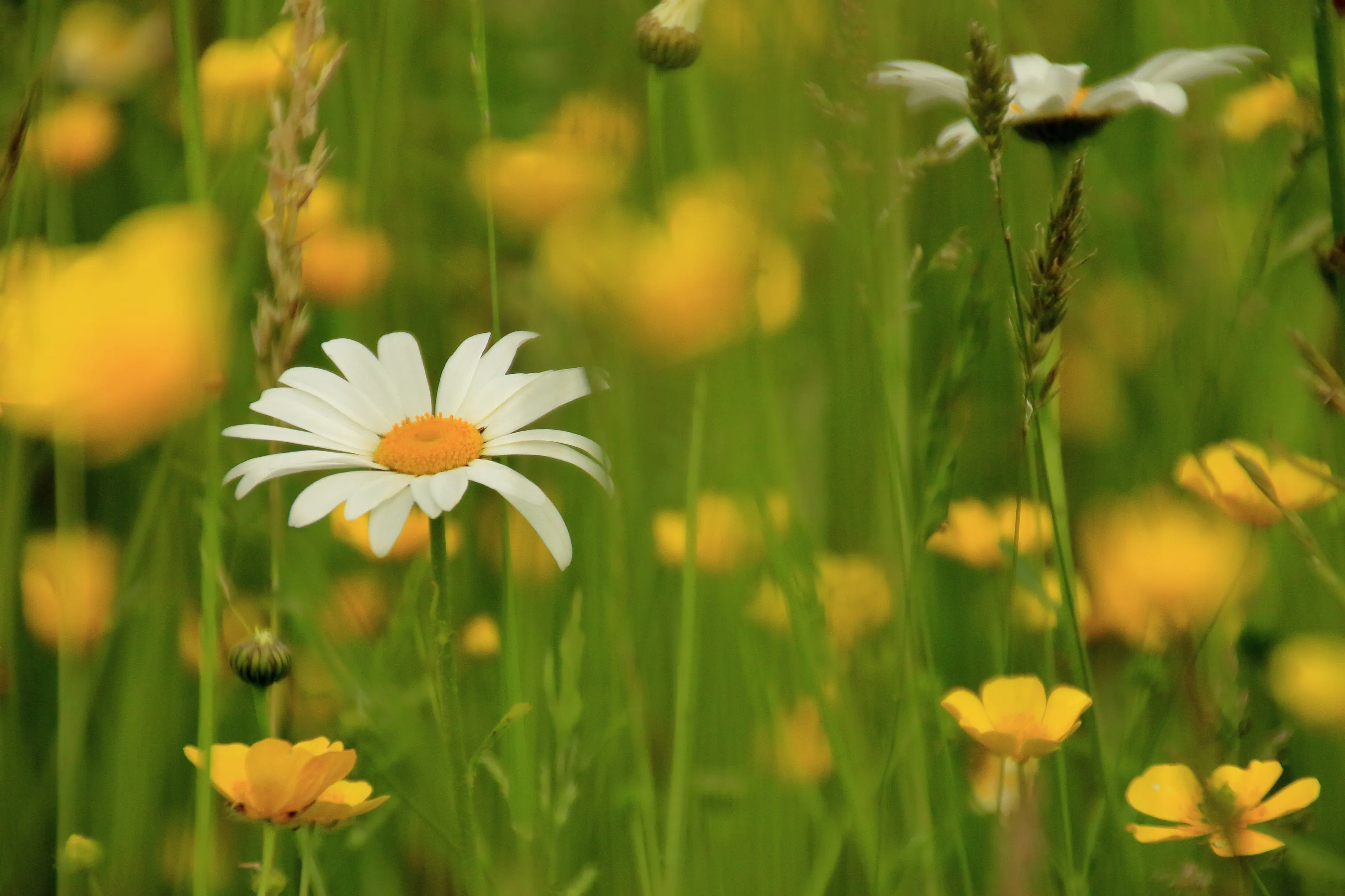 Flowering Lawn Weeds (in colour)