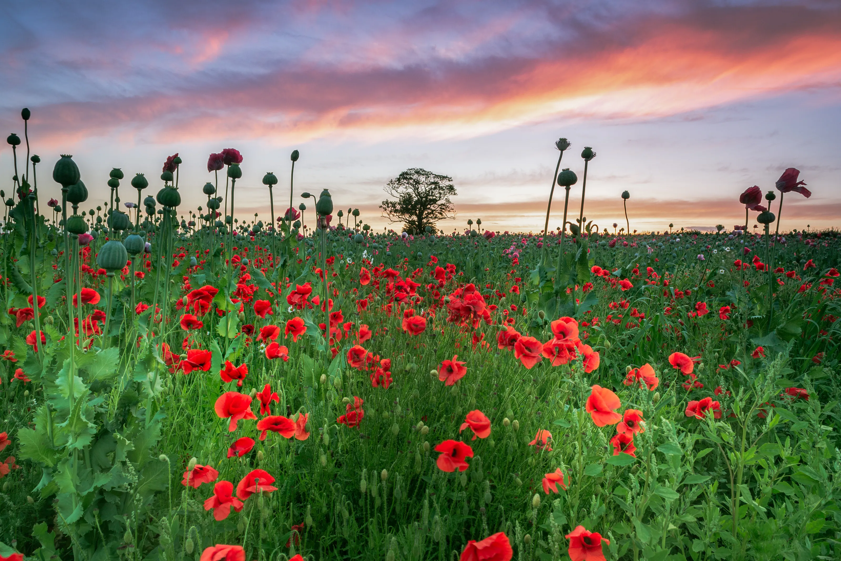 Wildflower Landscapes