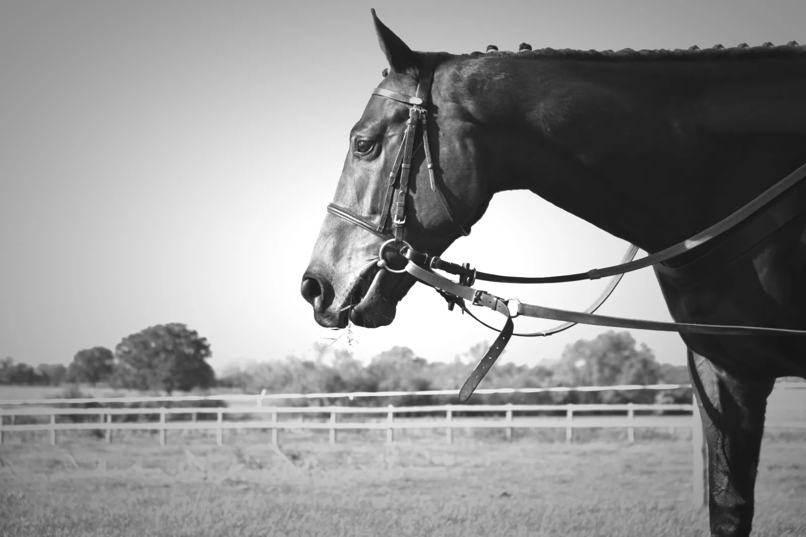 Horse Racing in Monchrome