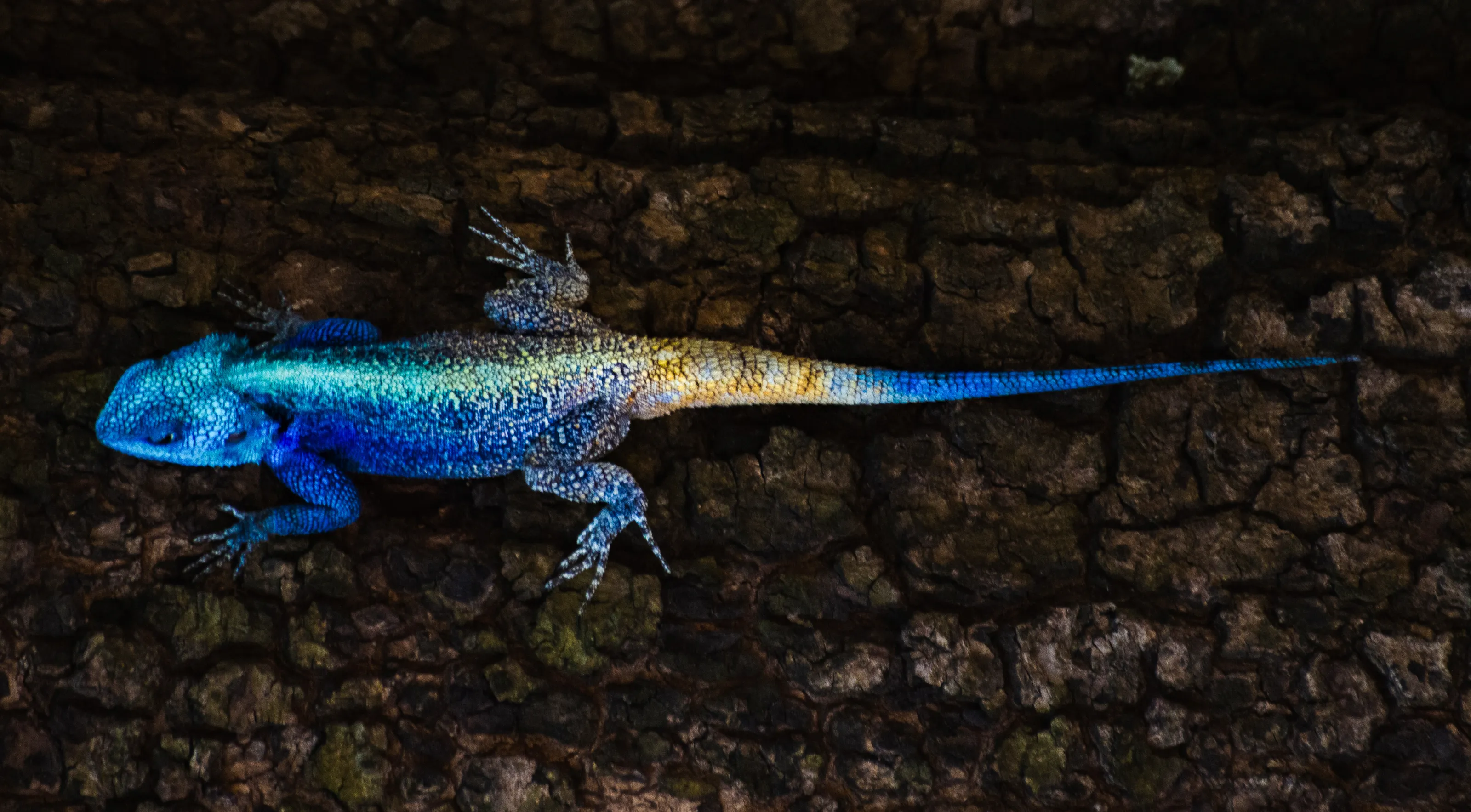 Vibrant Coloured Wild Animals (no birds/insects)