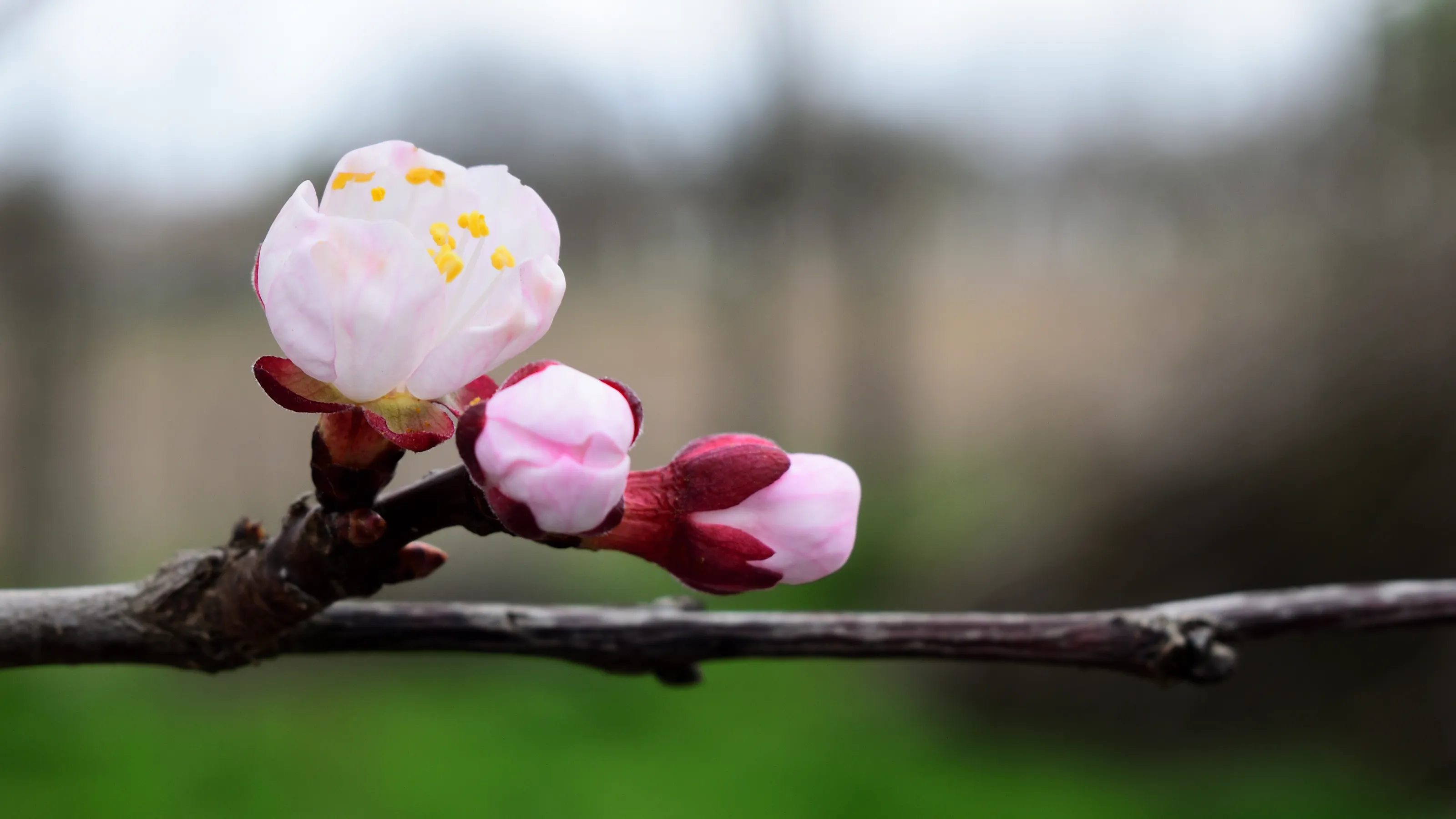 Waiting to Bloom