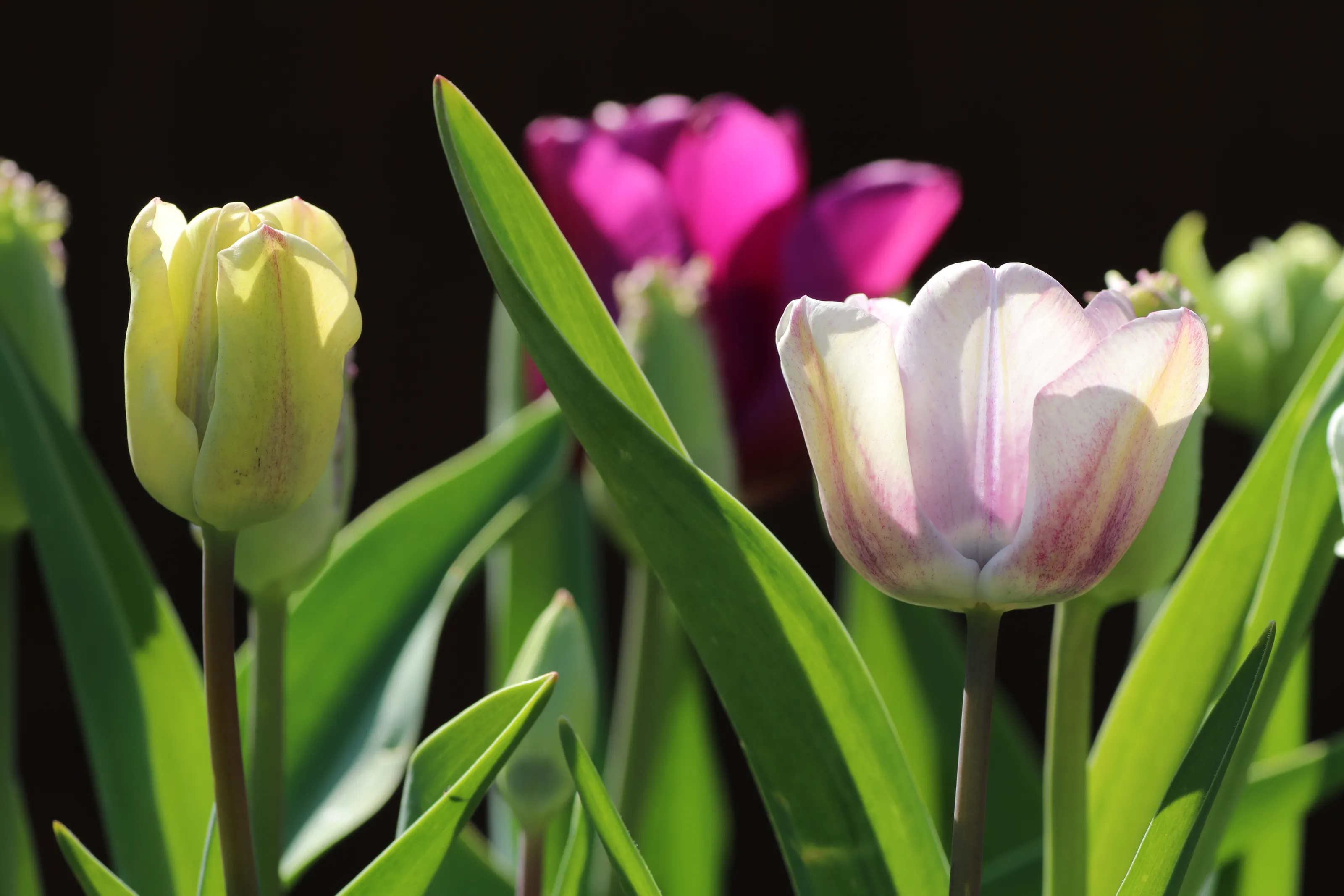Flowers in Macro and Close-Up