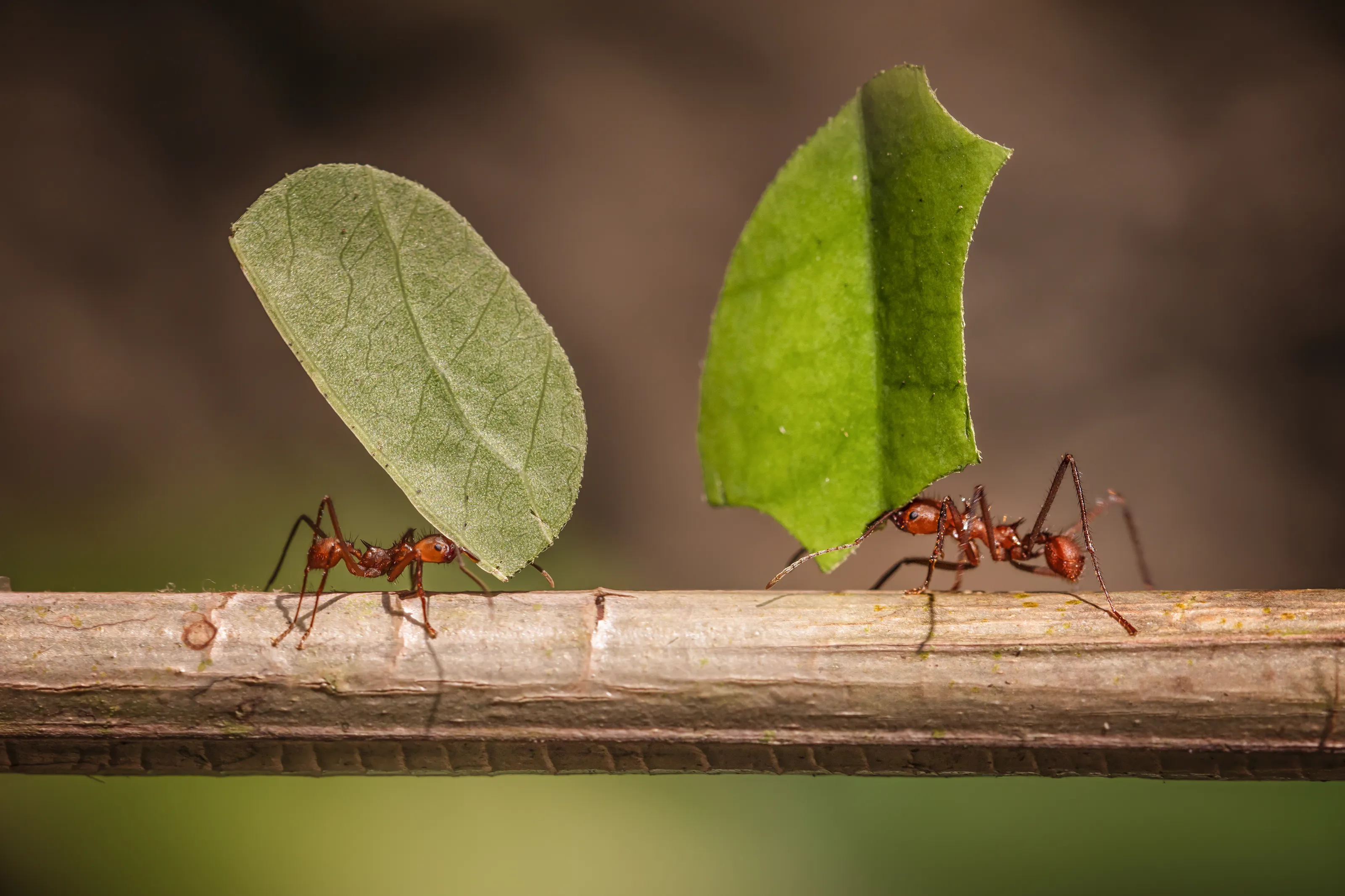 The World of Ants