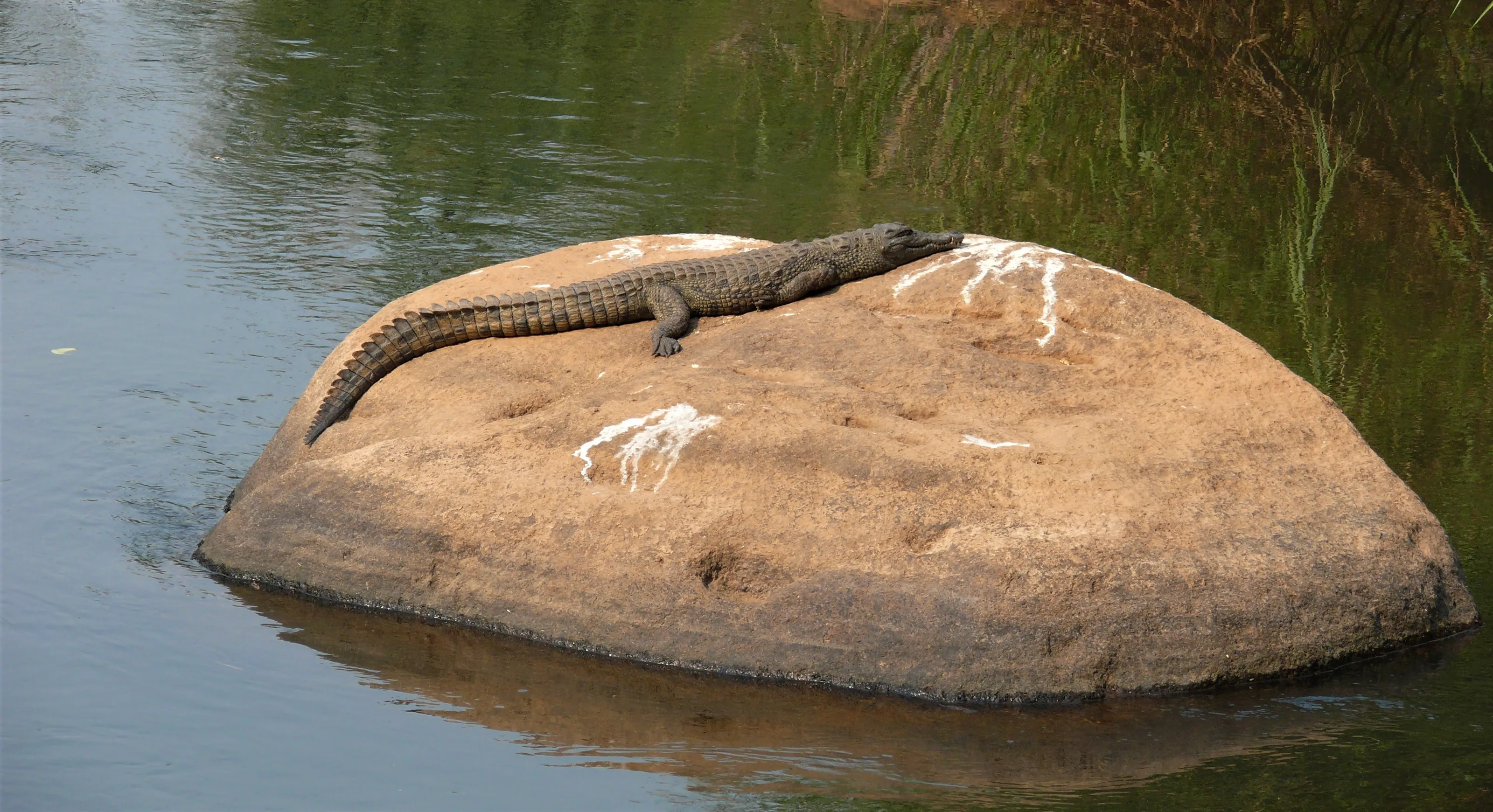 Animals Basking on Rocks, Walls or Stones