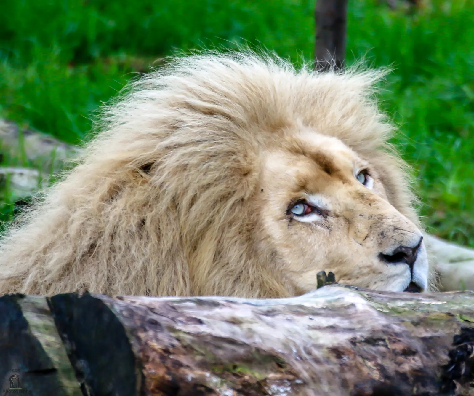 Lions