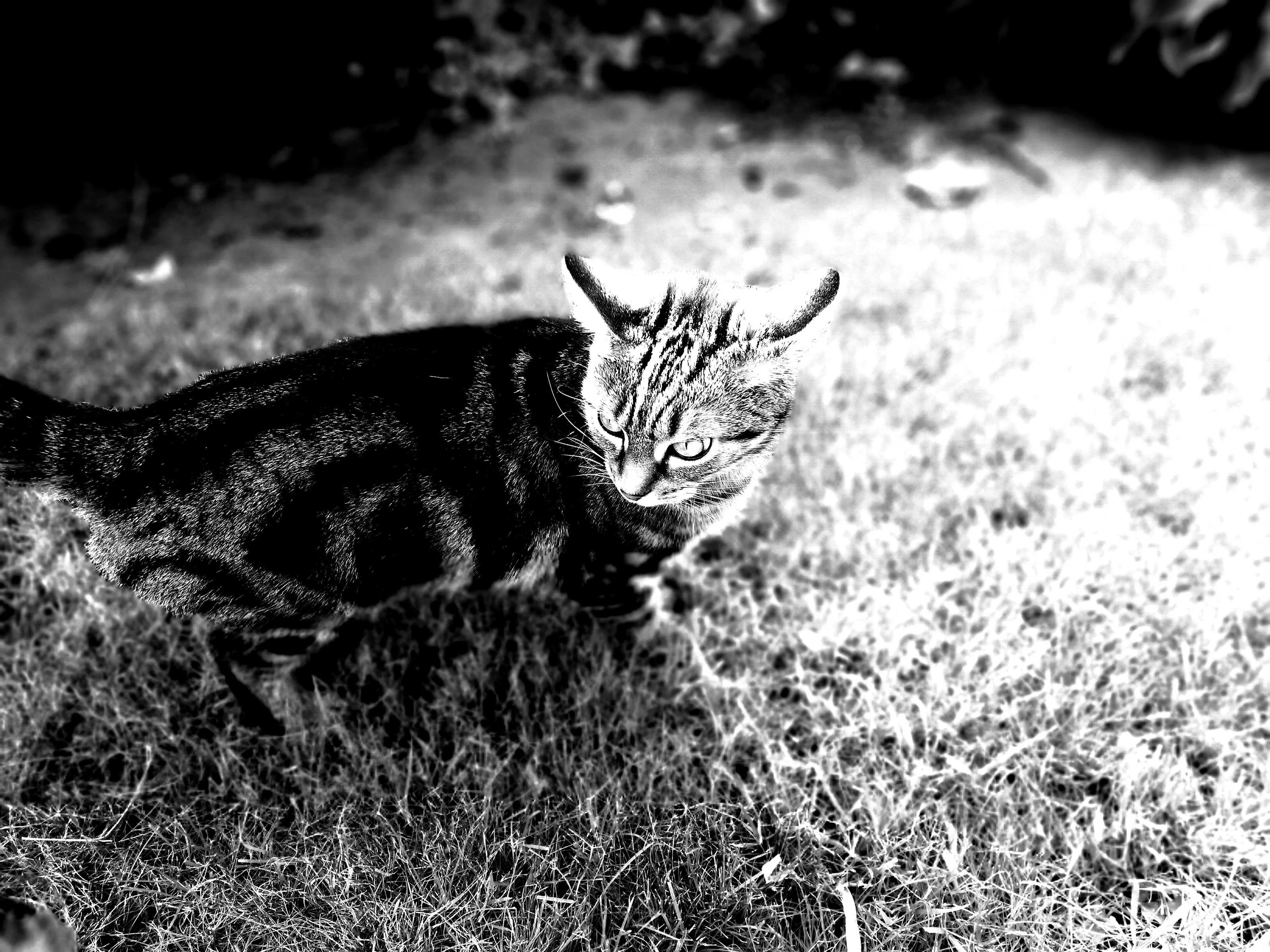 Domestic Cats Outdoors (no people)