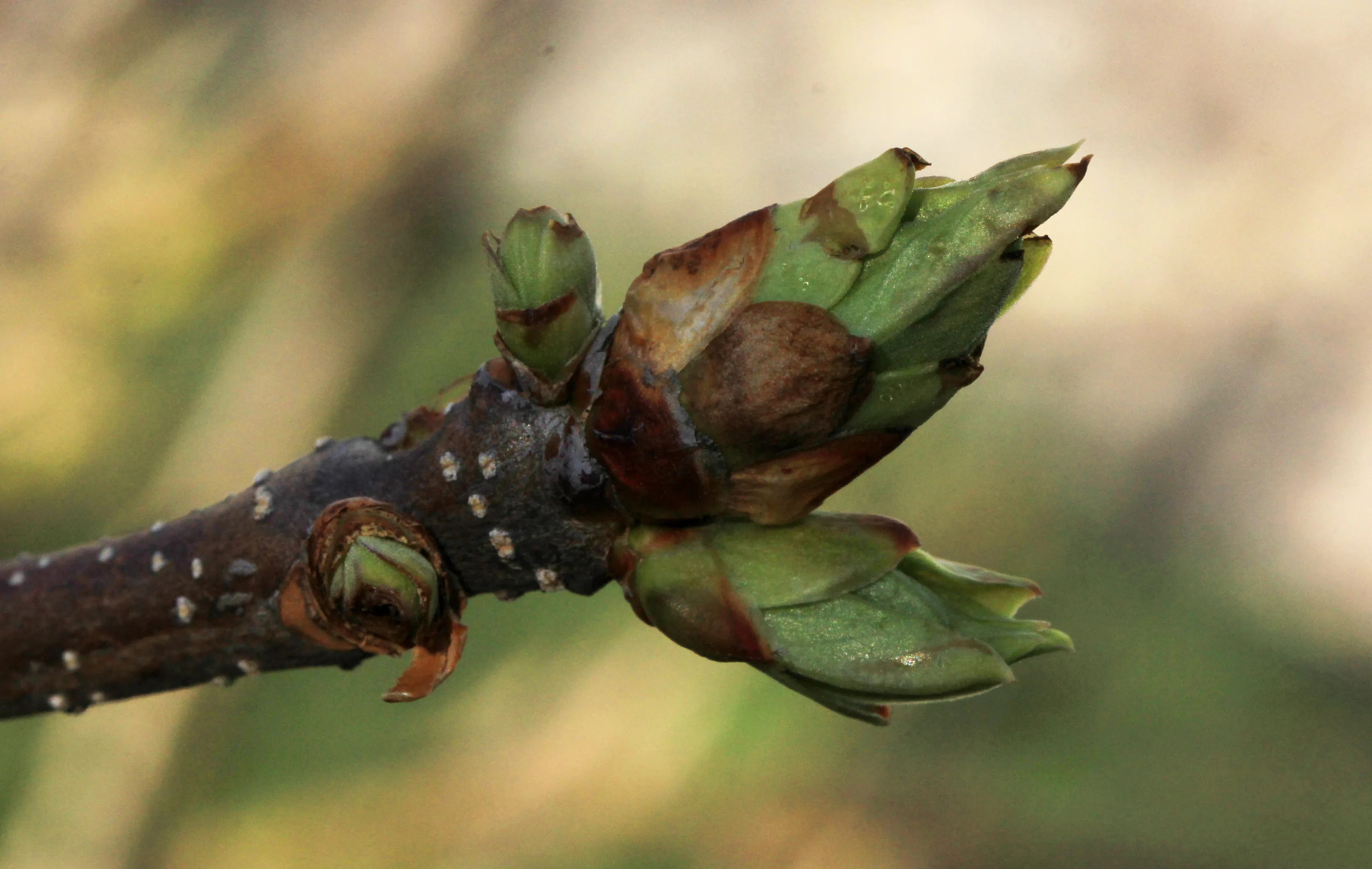Tree Buds in Macro or Close-Up