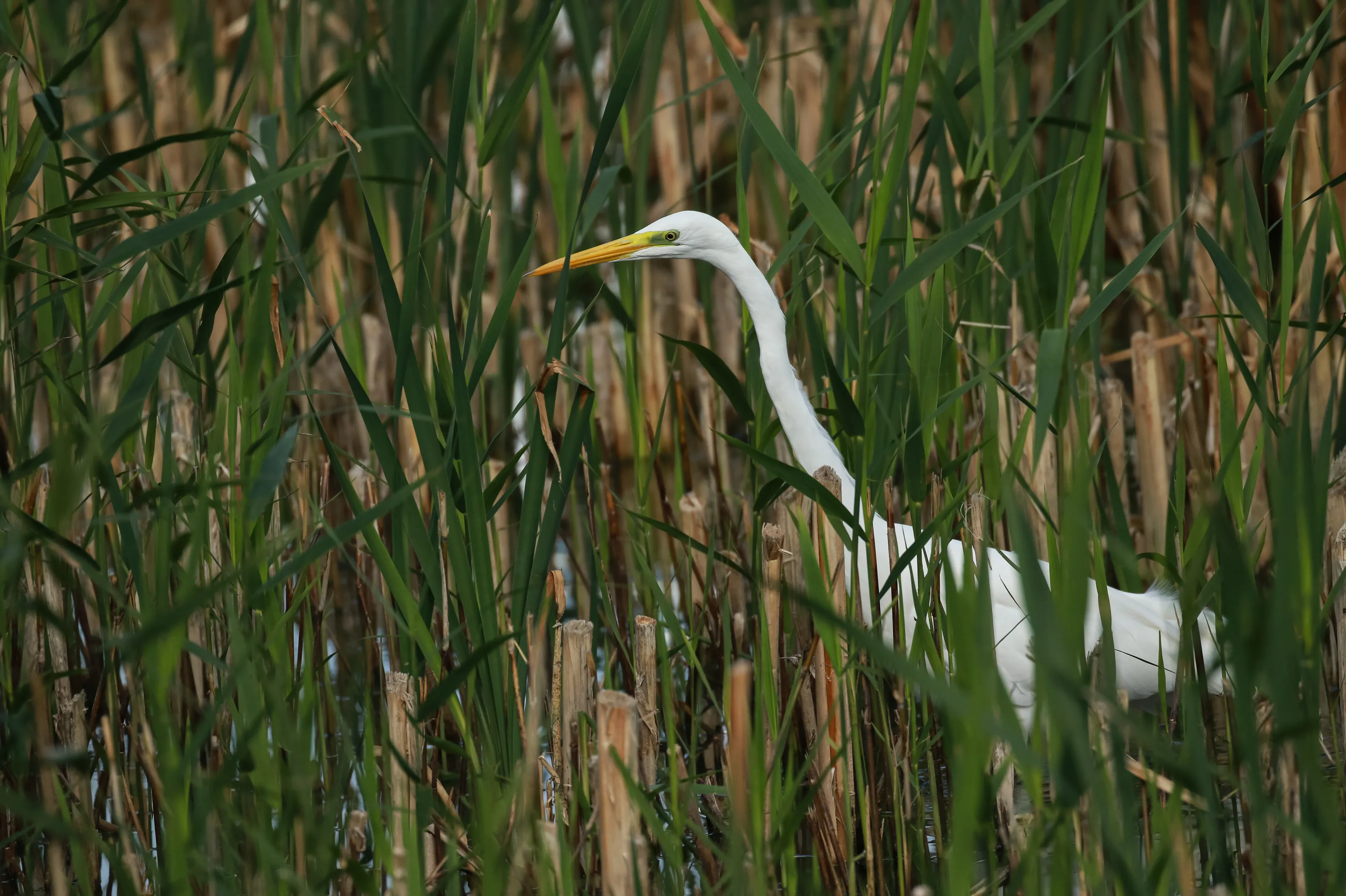Herons and Egrets and Bitterns