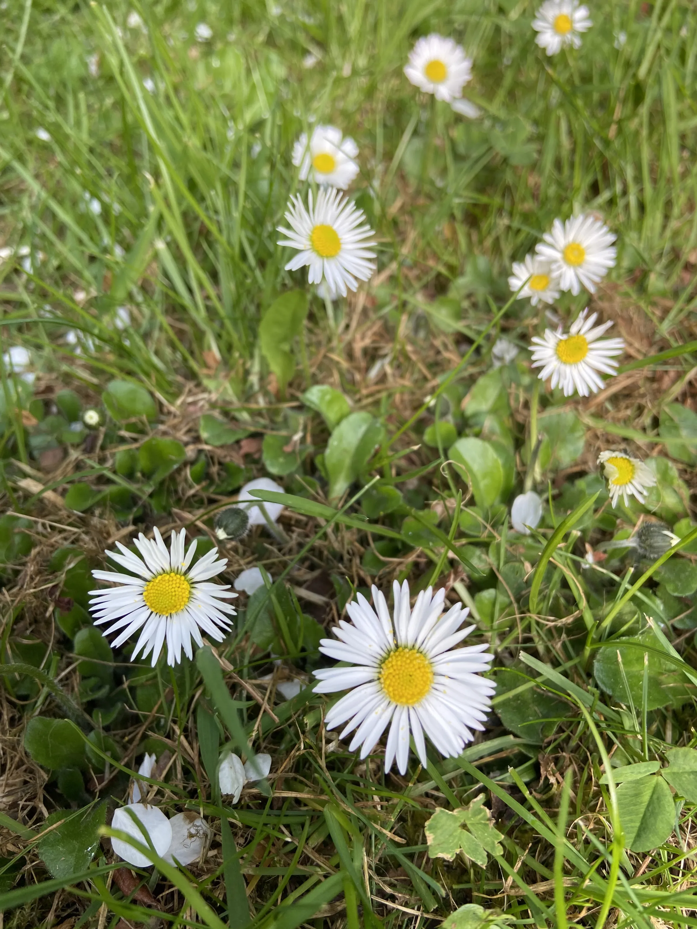 Flowers With a Yellow Centre