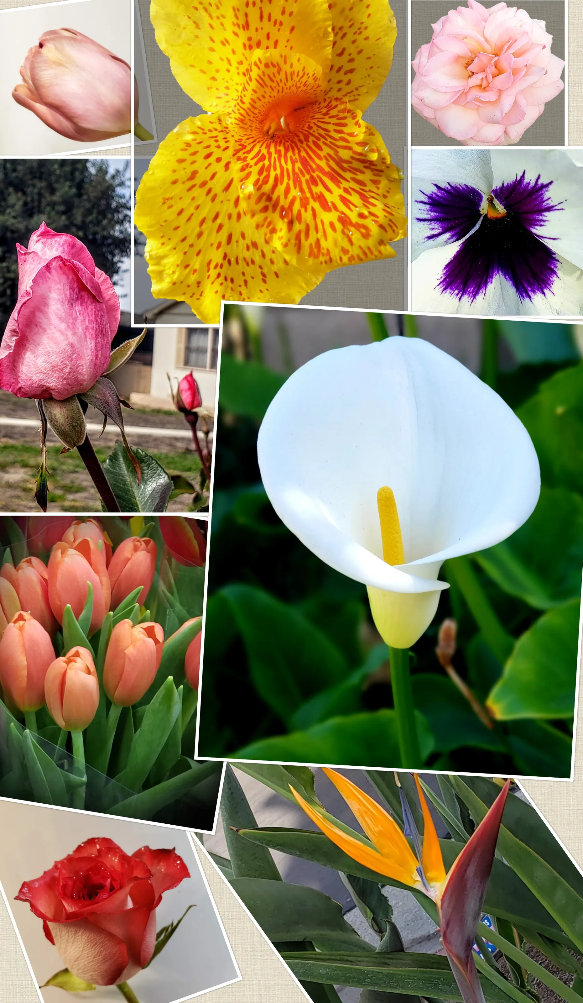Your Favourite Flowers