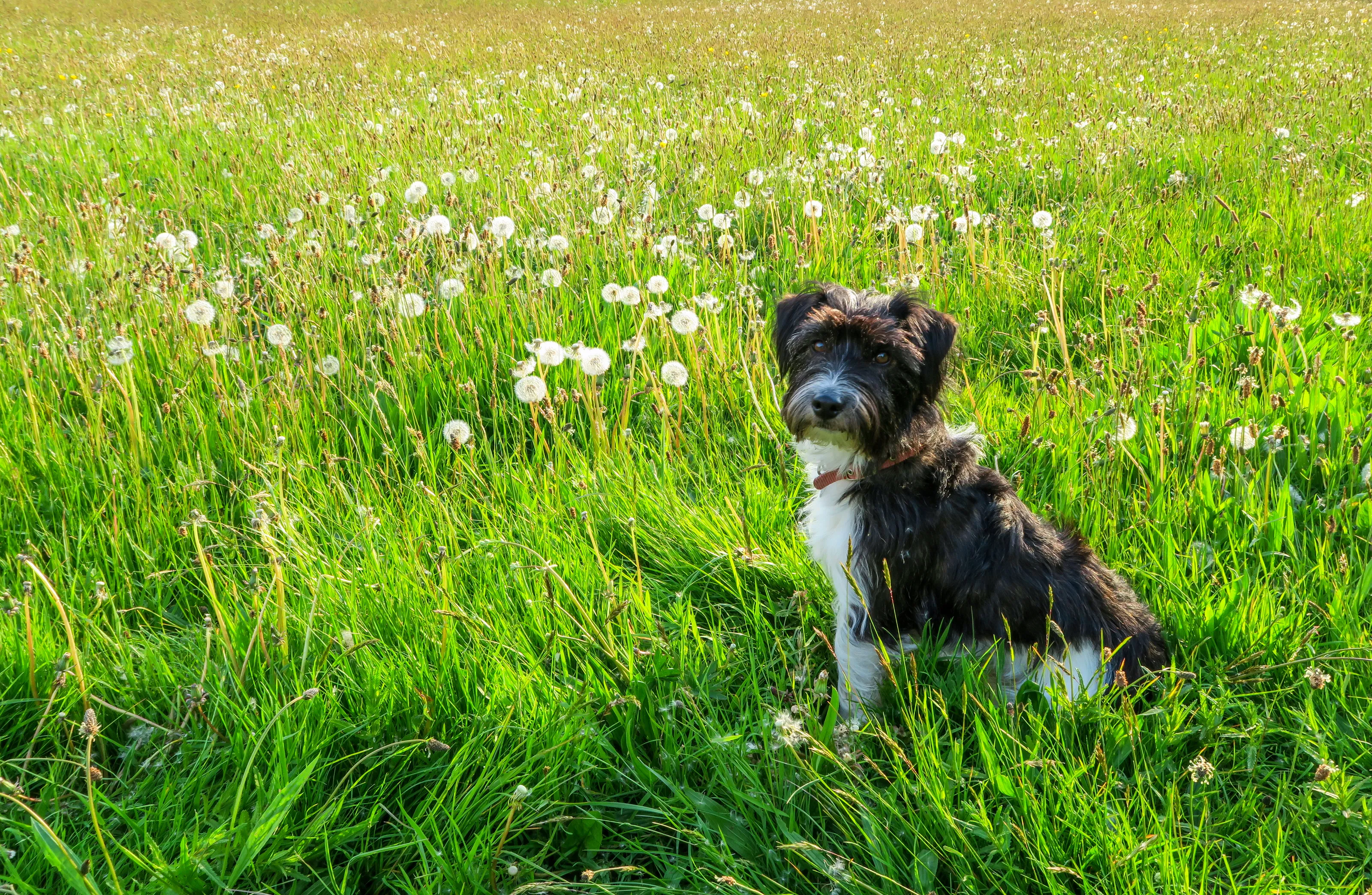 Dogs Sitting
