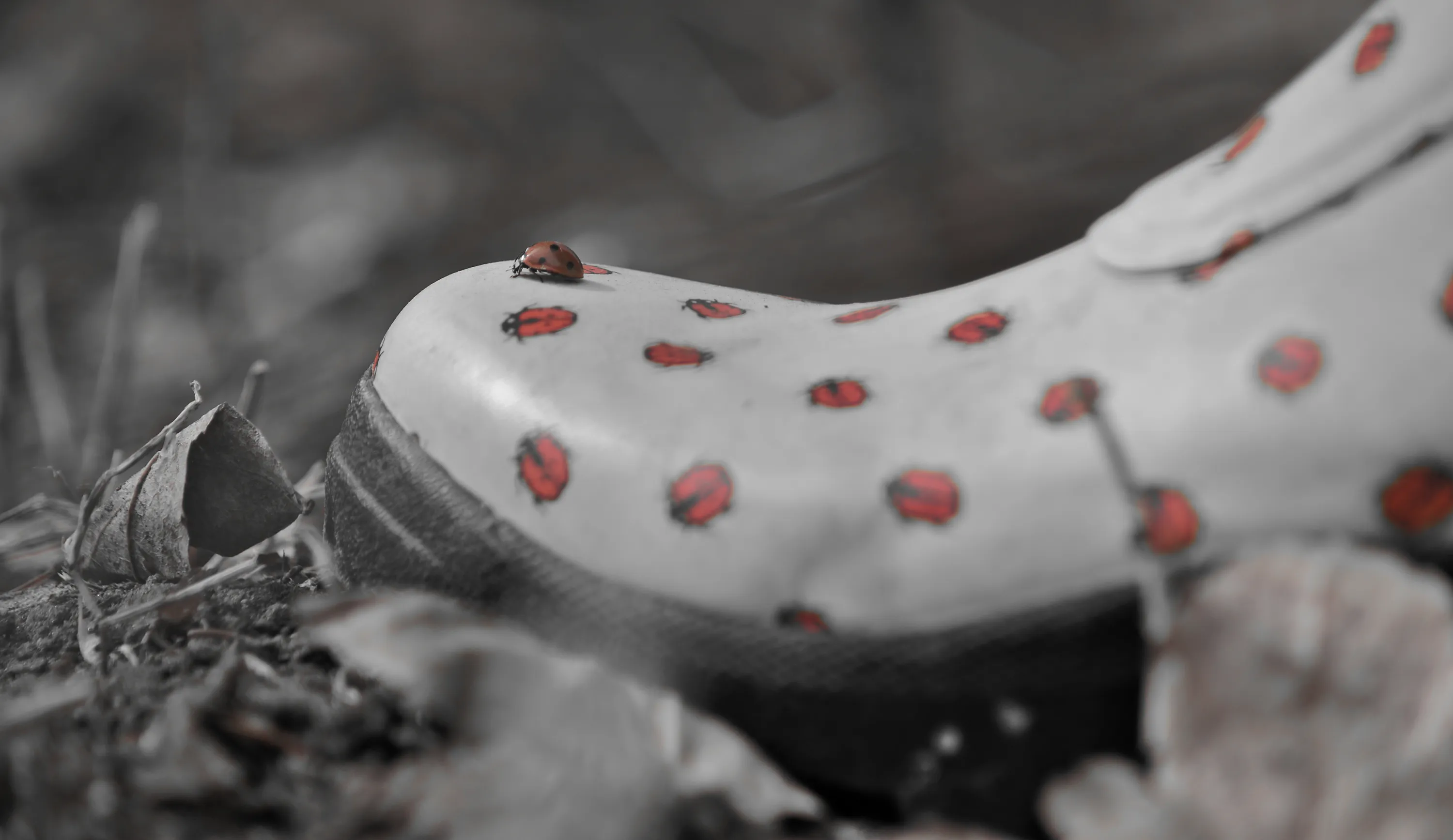 Ladybugs/Ladybirds in all Forms