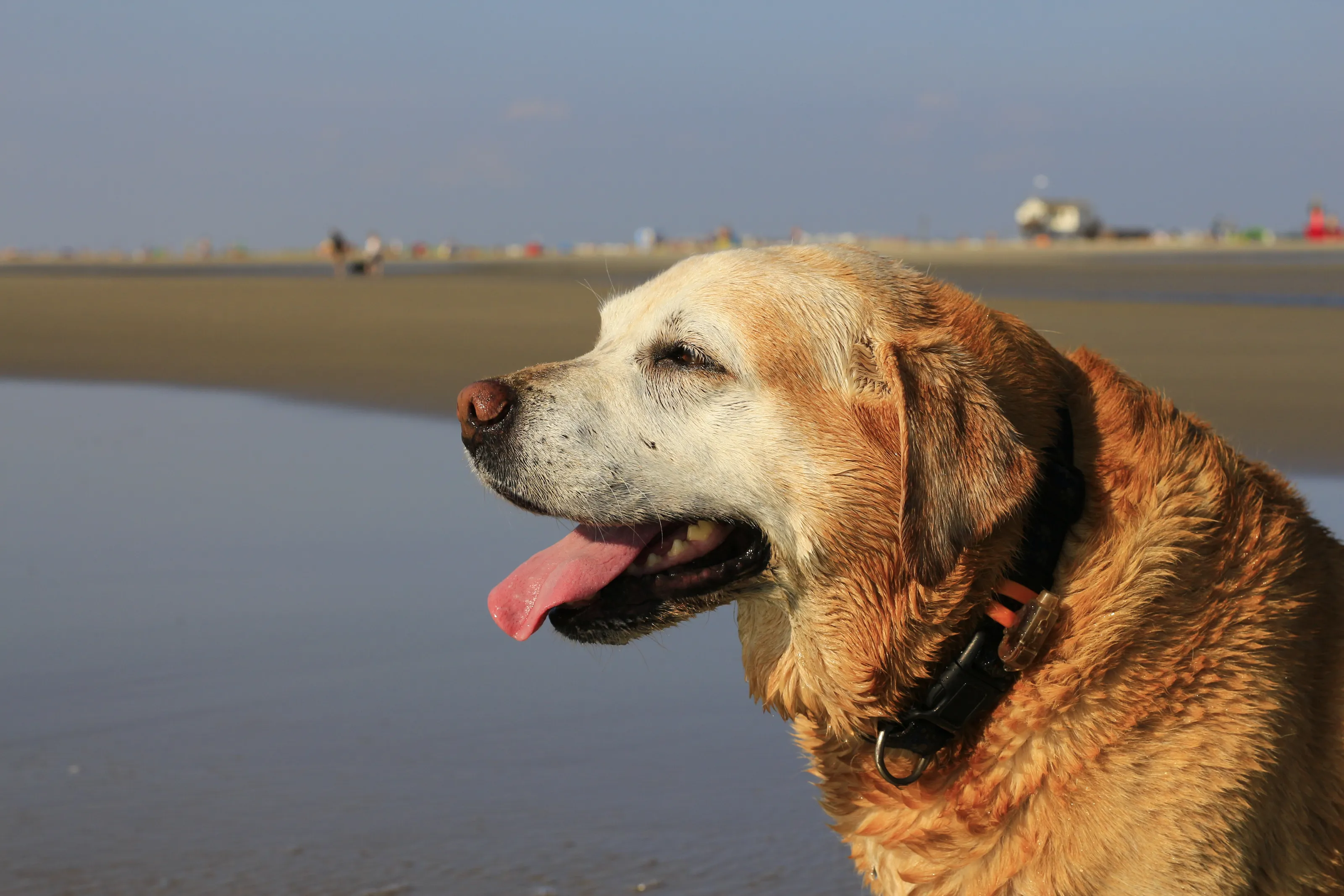 Old Dogs Outdoors (in colour)