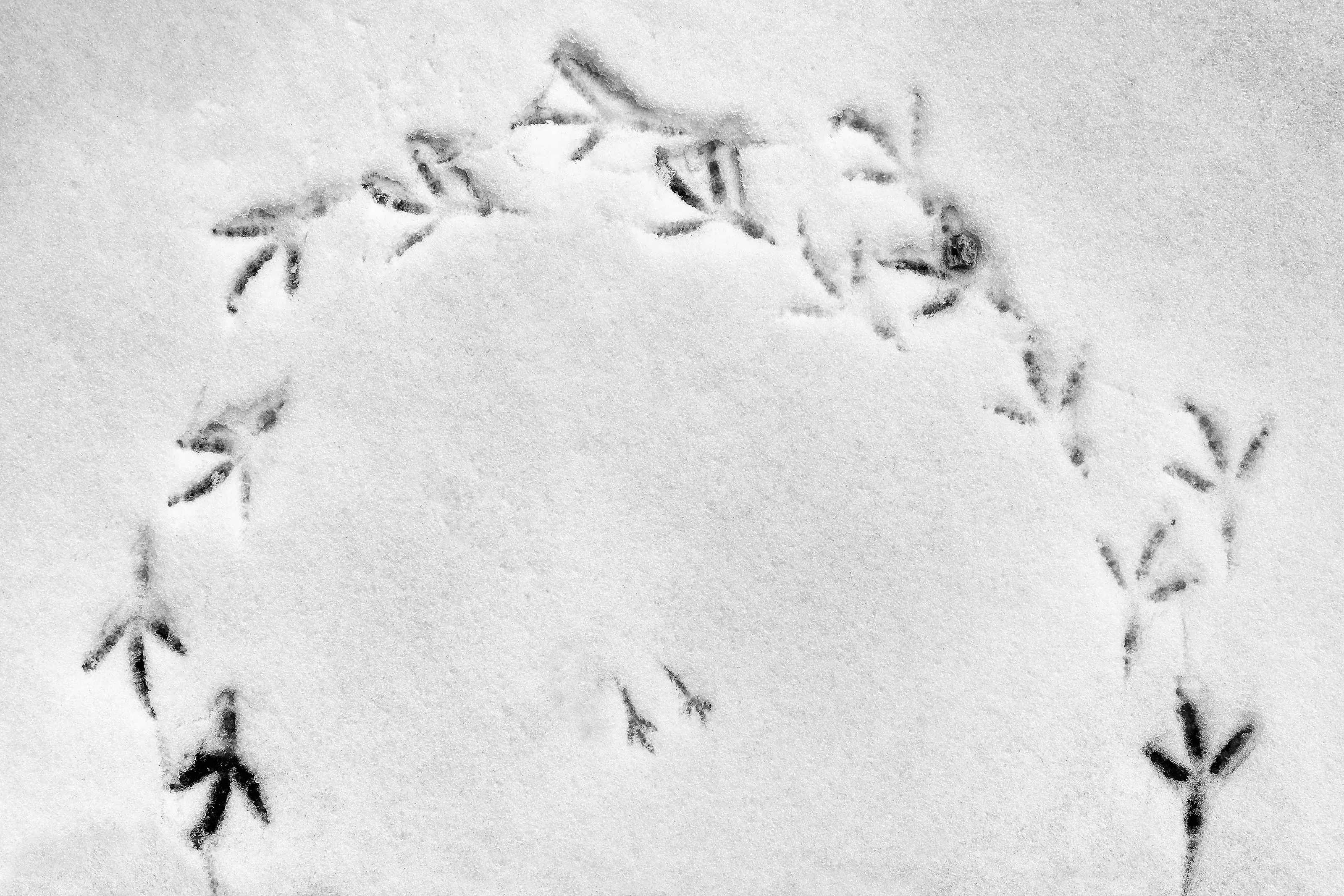 Foot or Paw Prints (Human or Animal)