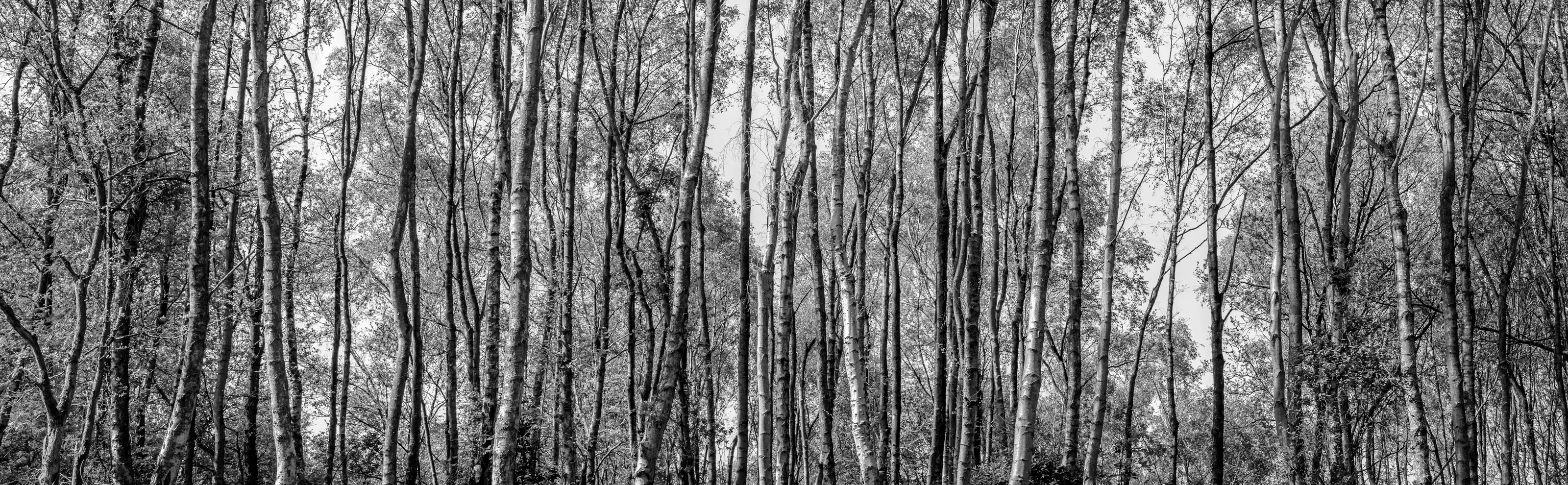 Trees in Black and White