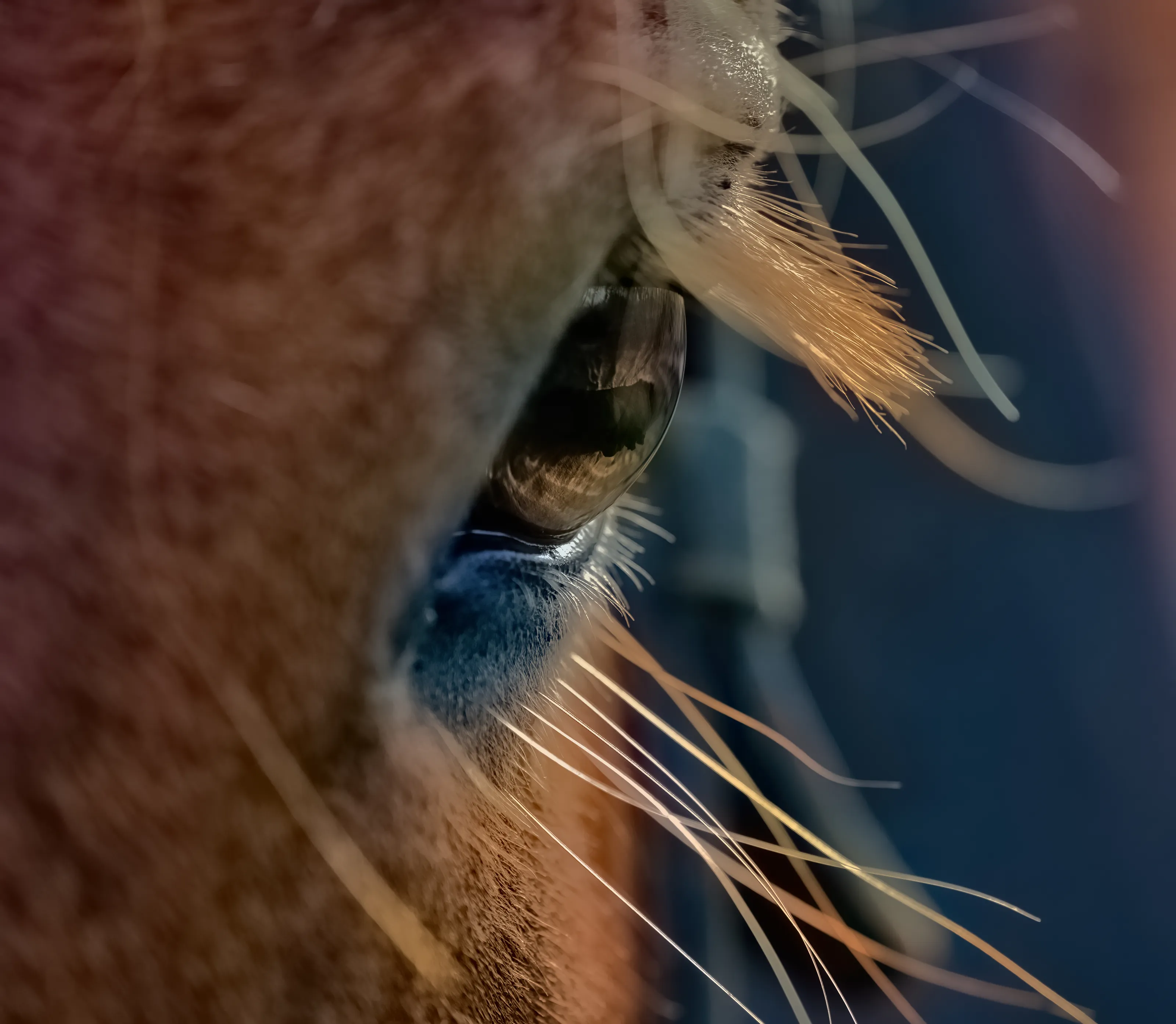 Eyes Only (in colour)
