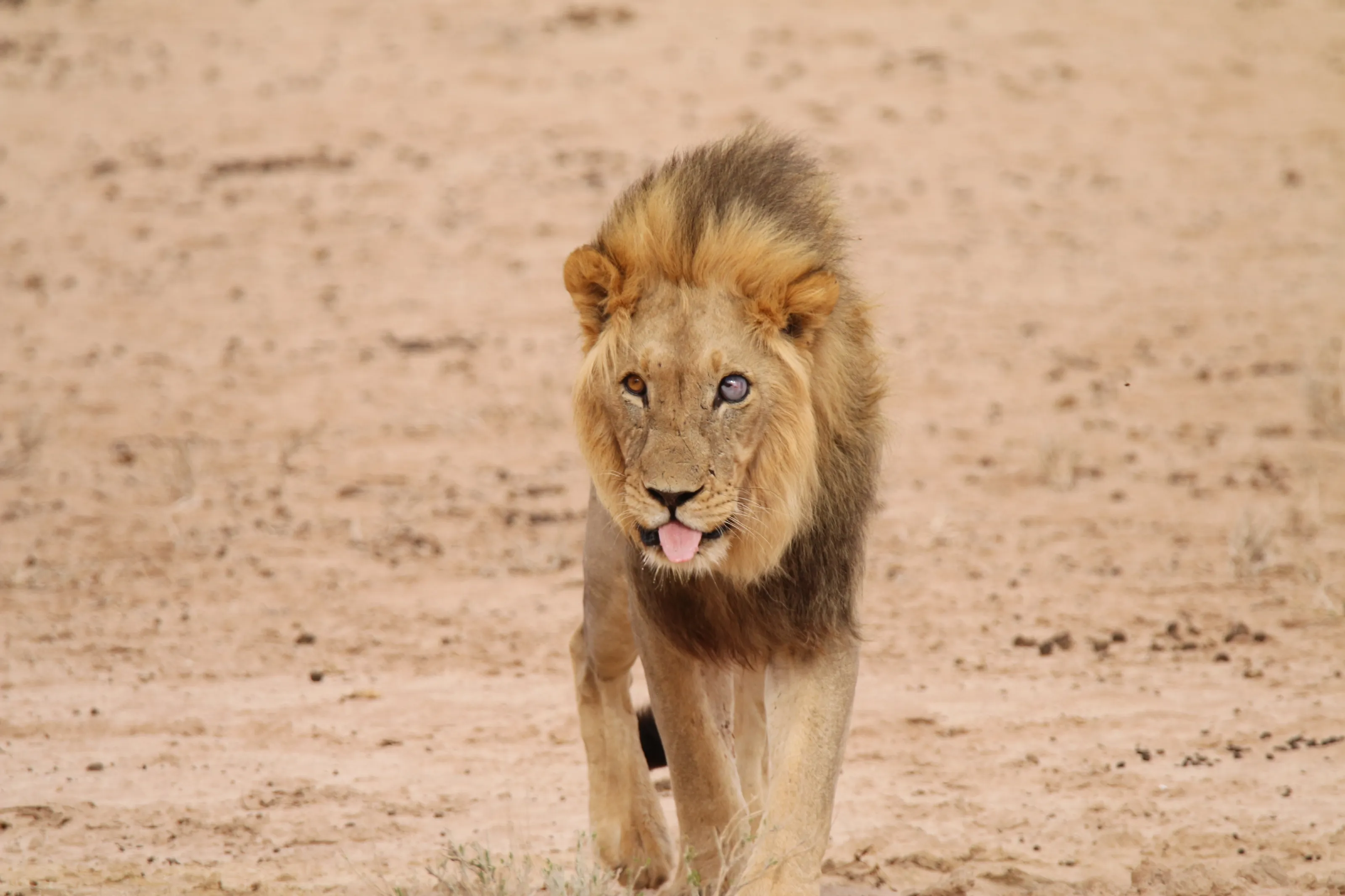 Wild Animals Sticking Out Their Tongue