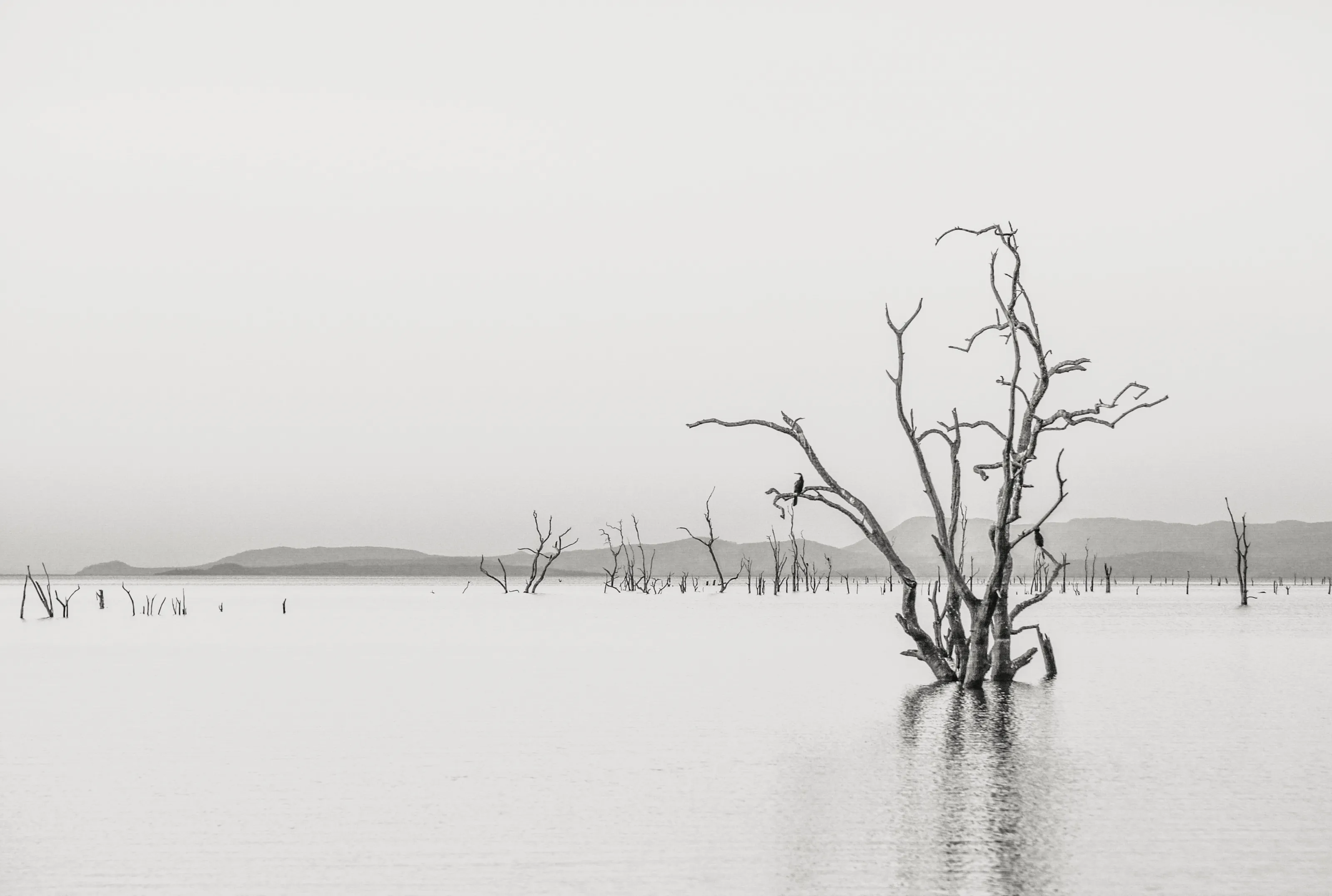 Dead Trees