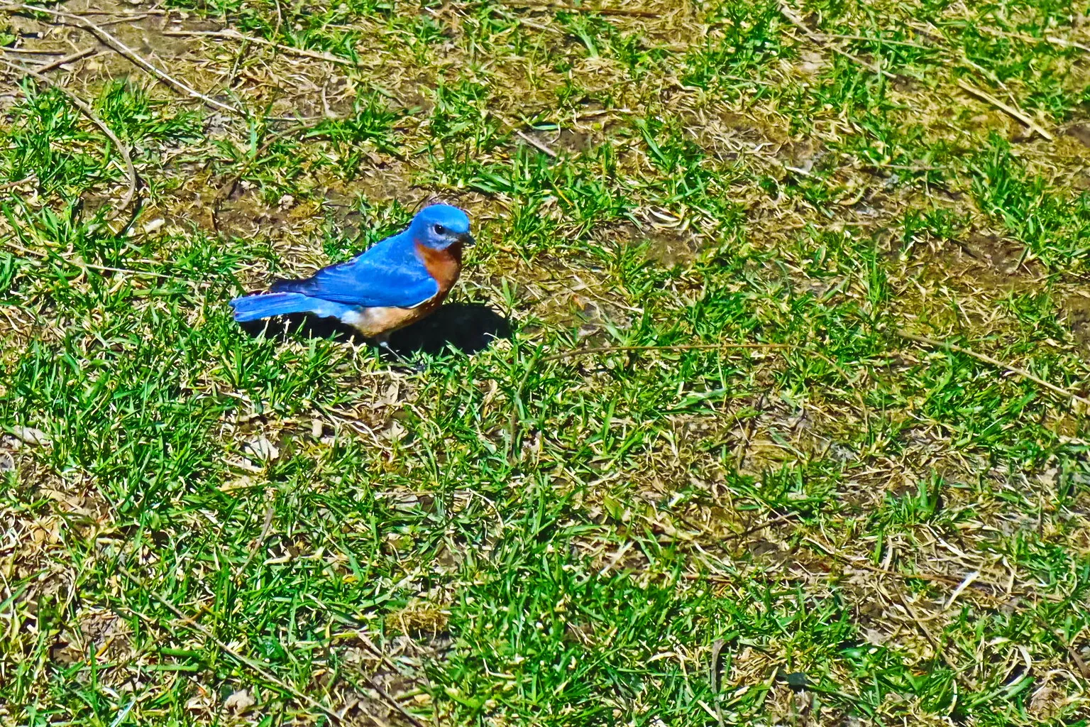 Songbirds