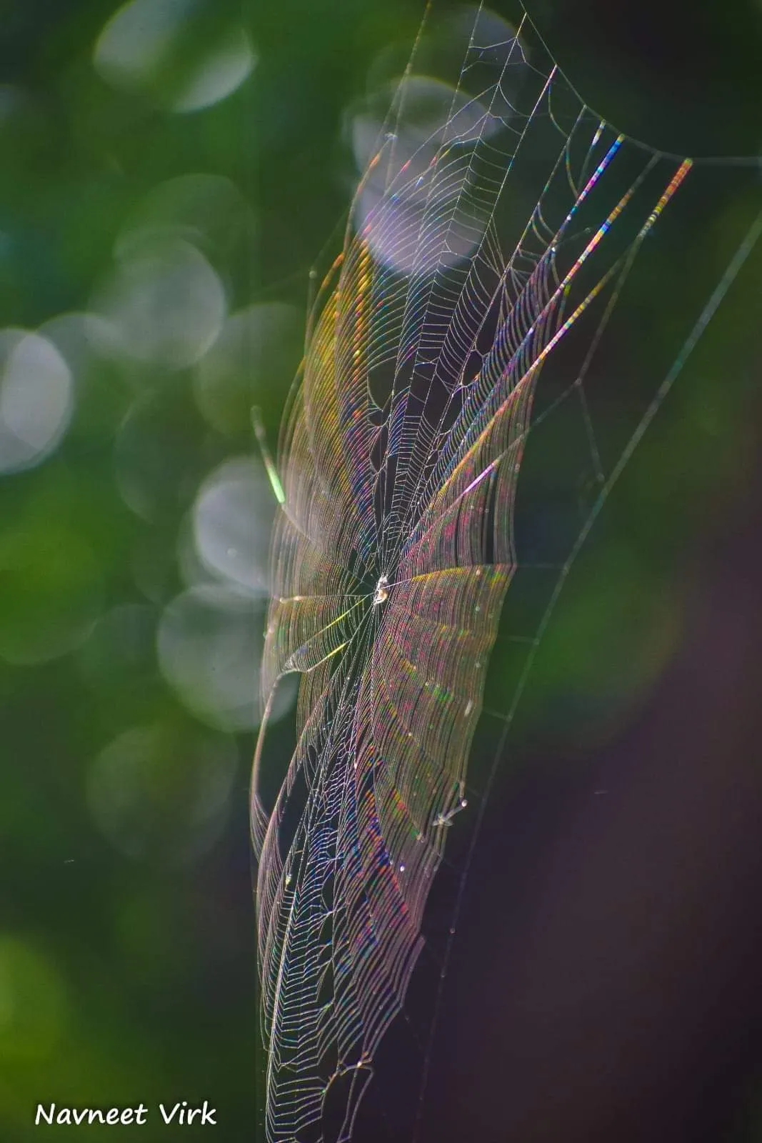 Spider Webs
